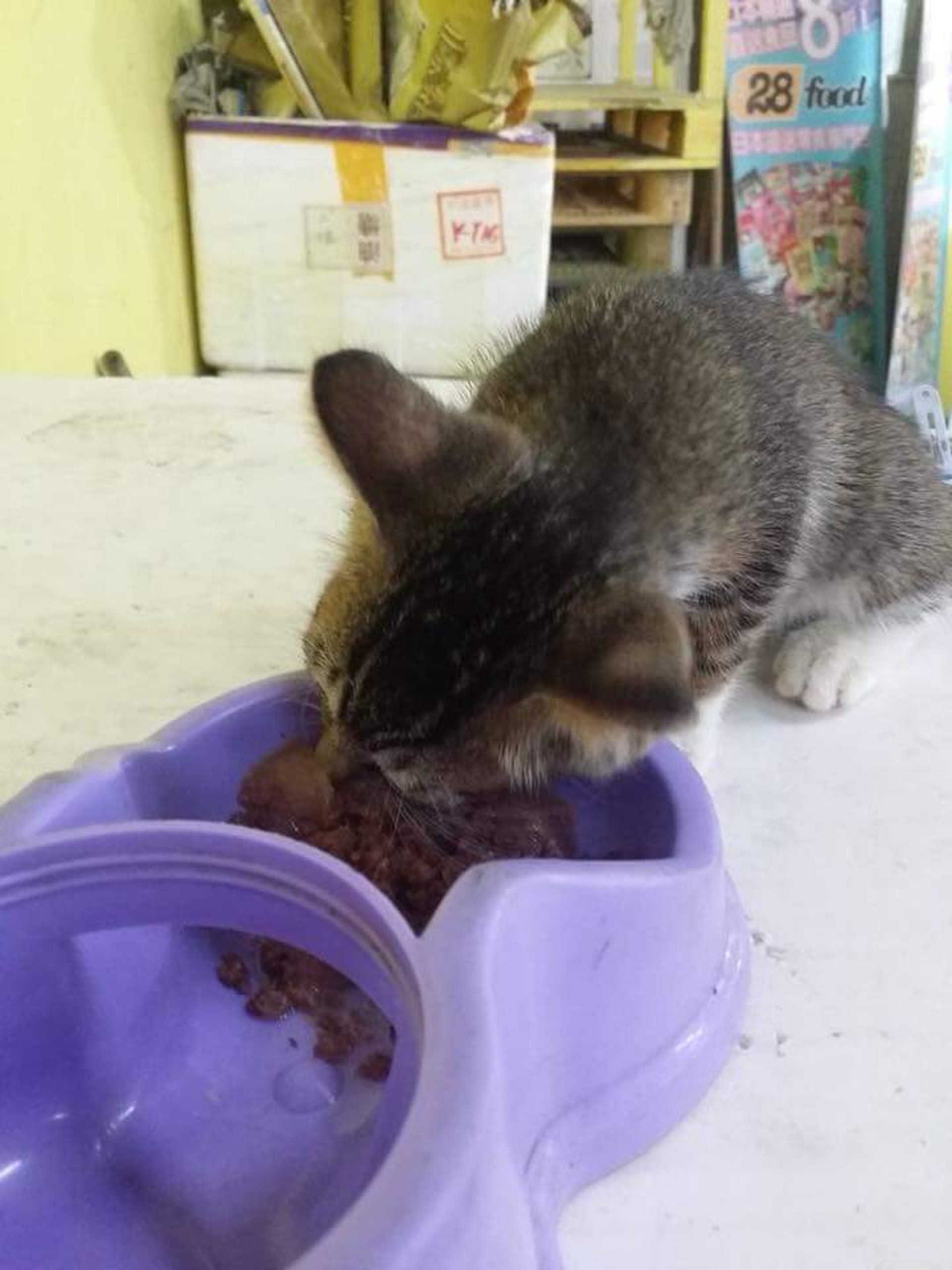 「好運餐廳」店主趙小姐接受《香港01》記者訪問時指全餐廳上下以至客人都十分愛錫Tiger,不明白為何有人會誣衊他們。(Christy Ngai) 「好運餐廳」店主趙小姐接受《香港01》記者訪問時指全餐廳上下以至客人都十分愛錫Tiger,不明白為何有人會誣衊他們。(Christy Ngai)