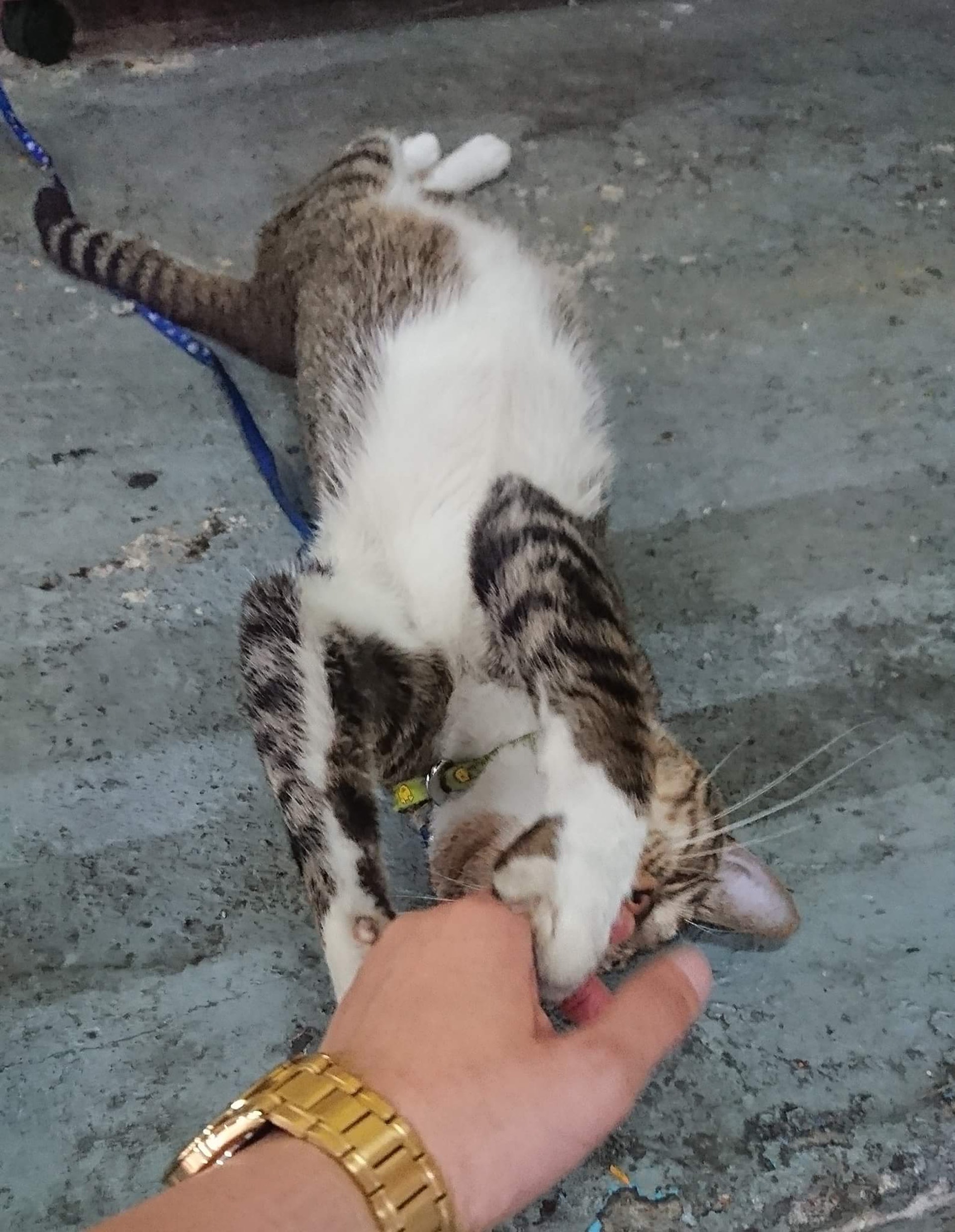 有網民指每一次Tiger看見他都會反起肚子要他摸。(Aavon Chan) 有網民指每一次Tiger看見他都會反起肚子要他摸。(Aavon Chan)