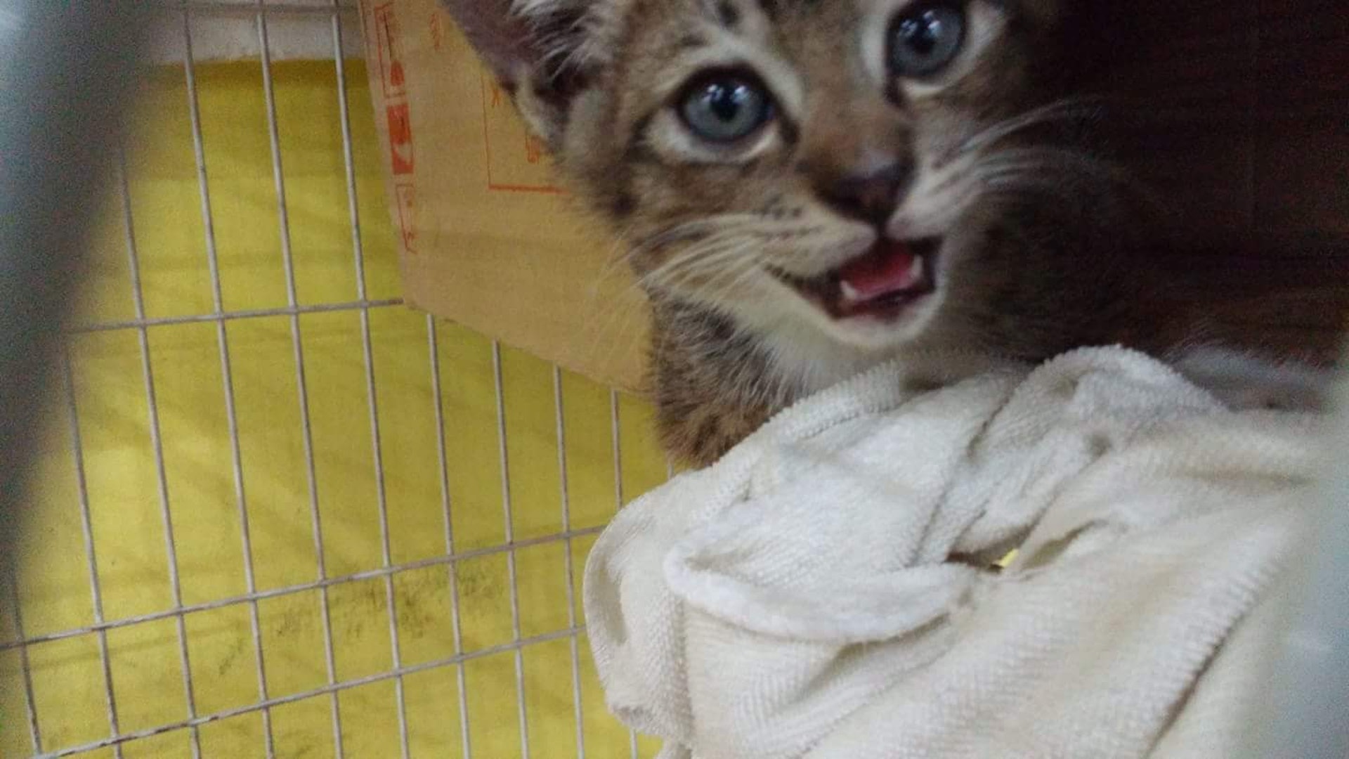 「好運餐廳」店主趙小姐指下雨時一定會為Tiger提供安全的地方暫避。(Cherie Kam) 「好運餐廳」店主趙小姐指下雨時一定會為Tiger提供安全的地方暫避。(Cherie Kam)