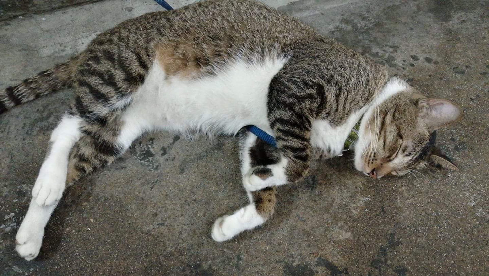 Tiger的生活照。(Cherie Kam) Tiger的生活照。(Cherie Kam)