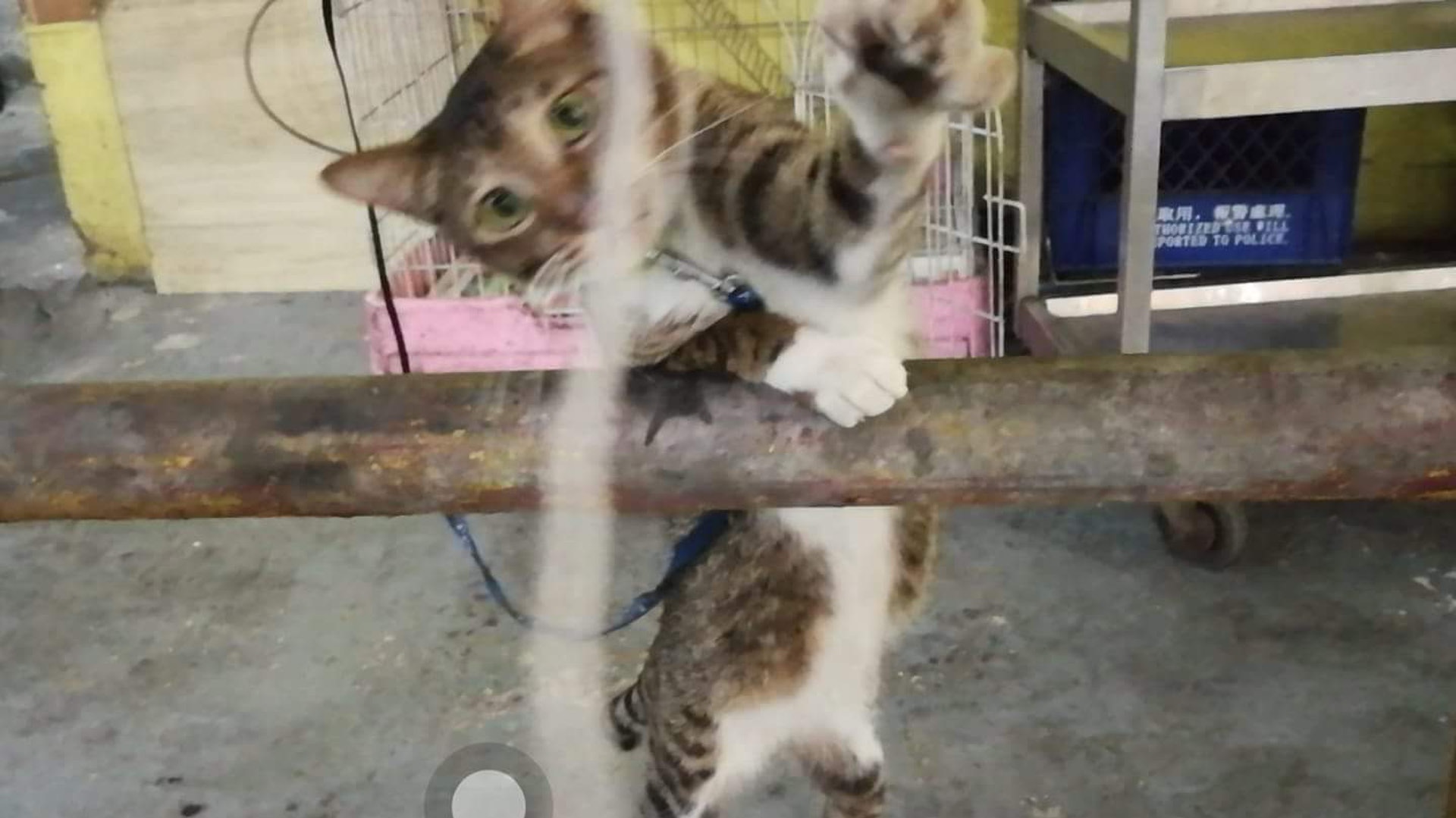 網民笑指Tiger經常都會逗廚房師傅玩,感情非常要好。(Pinky Wong) 網民笑指Tiger經常都會逗廚房師傅玩,感情非常要好。(Pinky Wong)