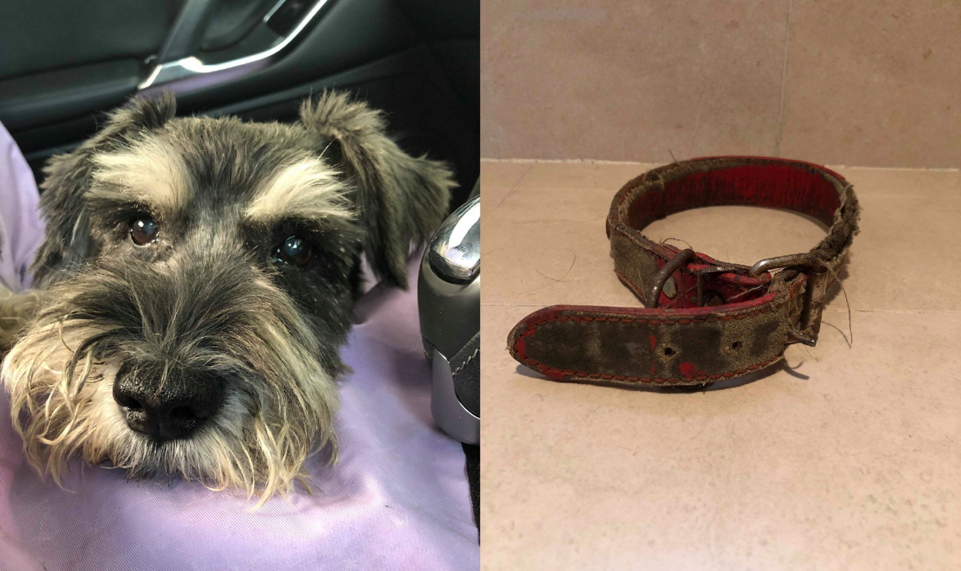 於火炭工業區走失的史納沙福仔。(圖片由受訪者提供) 於火炭工業區走失的史納沙福仔。(圖片由受訪者提供)