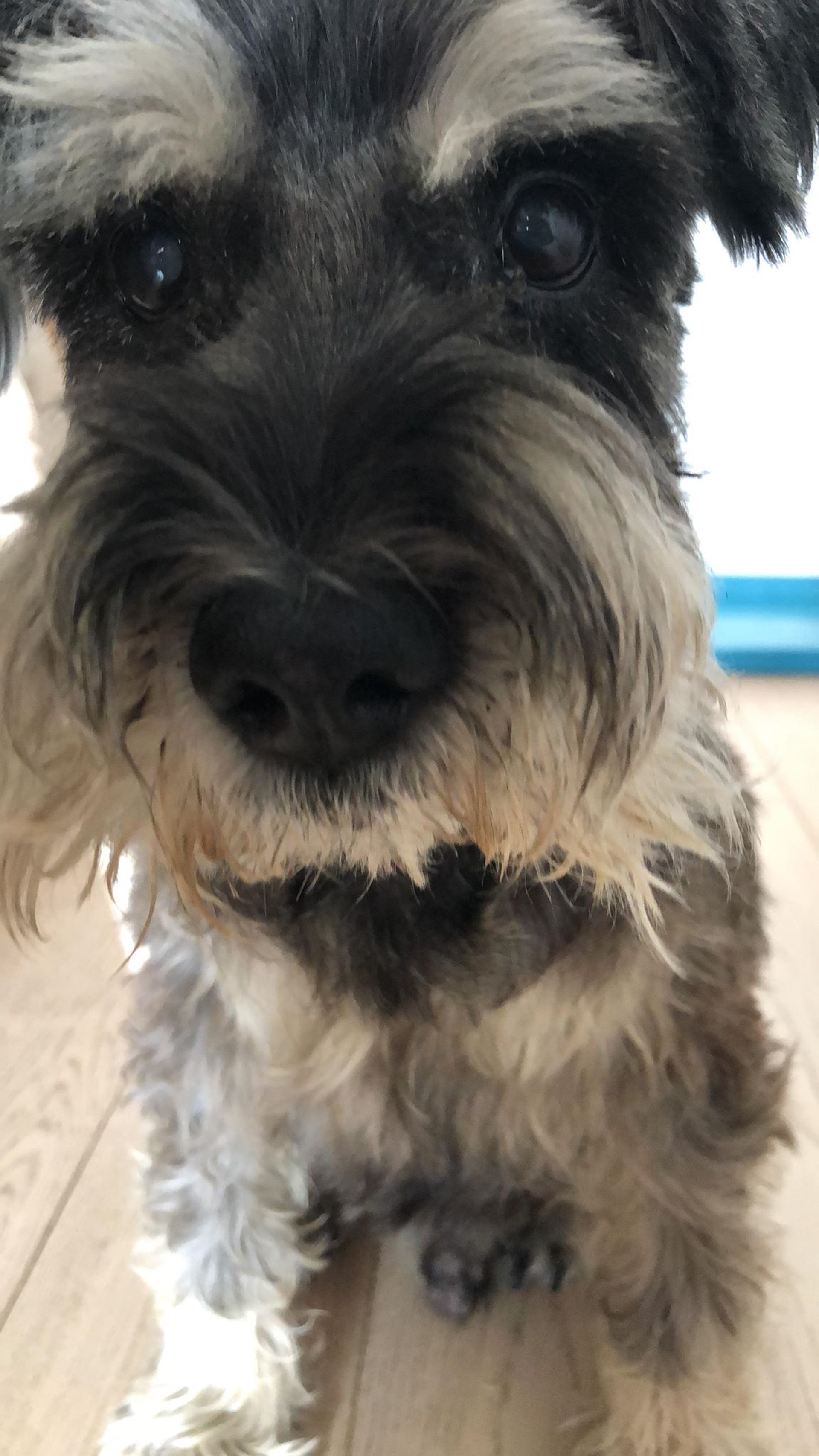 當晚深夜11至12時,有人主動聯絡林小姐表示是福仔主人。(圖片由受訪者提供) 當晚深夜11至12時,有人主動聯絡林小姐表示是福仔主人。(圖片由受訪者提供)