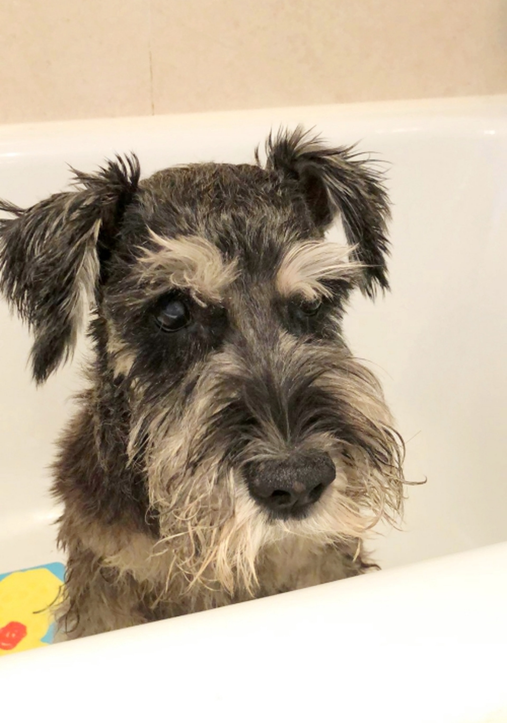 林小姐帶福仔去診所進行身體檢查並替牠洗澡。(圖片由受訪者提供) 林小姐帶福仔去診所進行身體檢查並替牠洗澡。(圖片由受訪者提供)