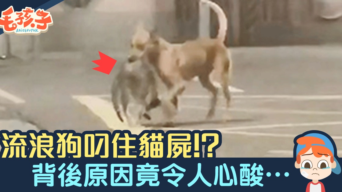 流浪狗口叼貓屍目撃者跟蹤入後巷發現令人心酸一幕 流浪狗口叼貓屍目撃者跟蹤入後巷發現令人心酸一幕