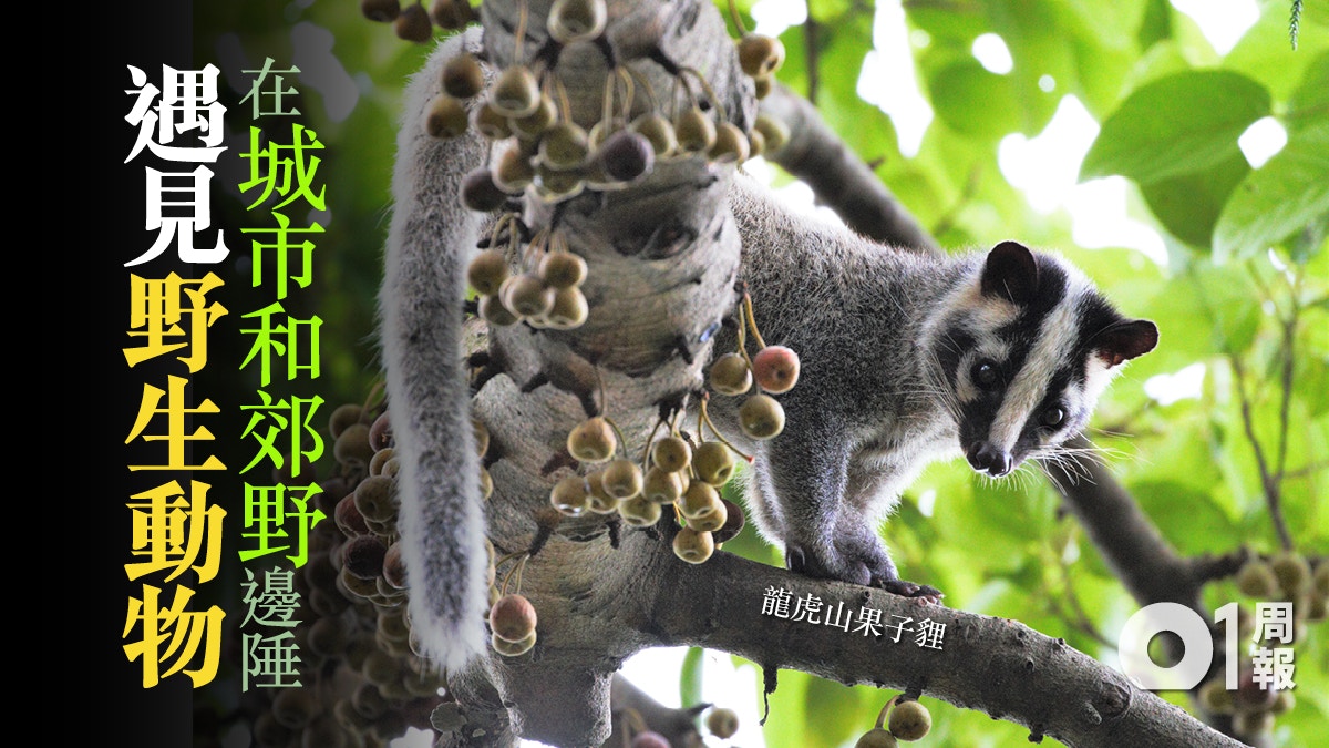 動物為鄰 上 龍虎山城市邊陲的動物樂園