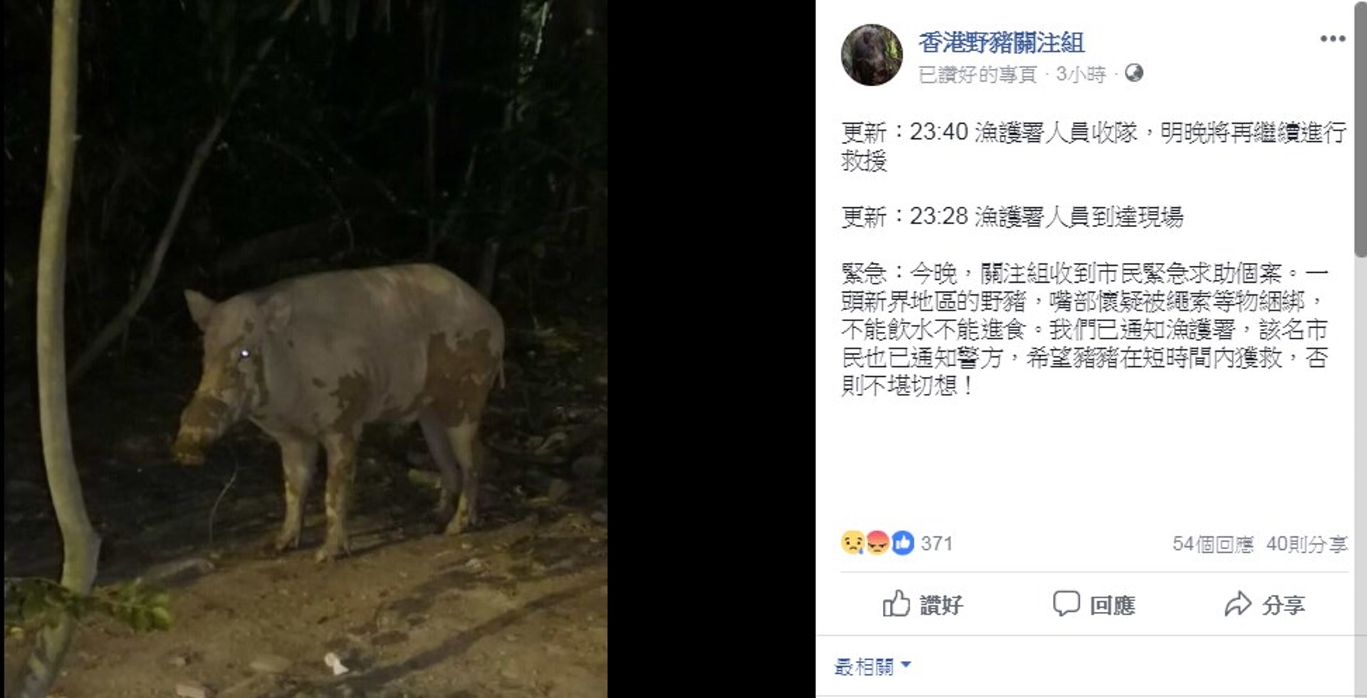 香港野豬關注組昨晚上載了野豬嘴部纏繩的事件。(香港野豬關注組FACEBOOK專頁) 香港野豬關注組昨晚上載了野豬嘴部纏繩的事件。(香港野豬關注組FACEBOOK專頁)