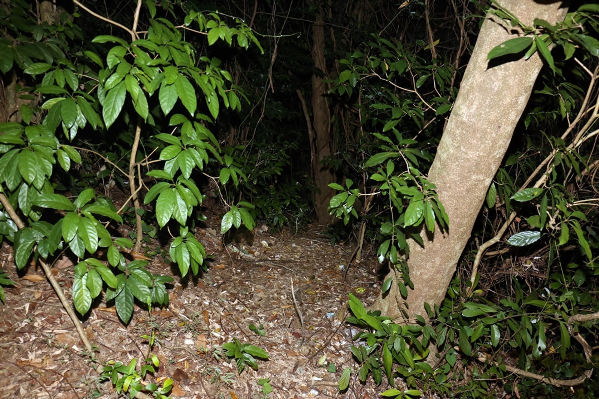 《香港01》記者凌晨到達現場時,野豬已不知所終。(賴南秋攝) 《香港01》記者凌晨到達現場時,野豬已不知所終。(賴南秋攝)