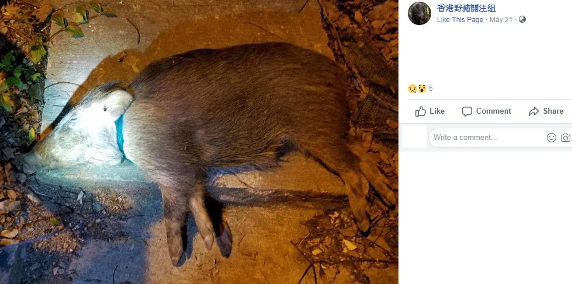 野豬關注組早前曾發現有「綁繩豬」出現,疑有人用繩綁在牠們的頸部,最終導致野豬受傷。 (野豬關注組專頁) 野豬關注組早前曾發現有「綁繩豬」出現,疑有人用繩綁在牠們的頸部,最終導致野豬受傷。 (野豬關注組專頁)