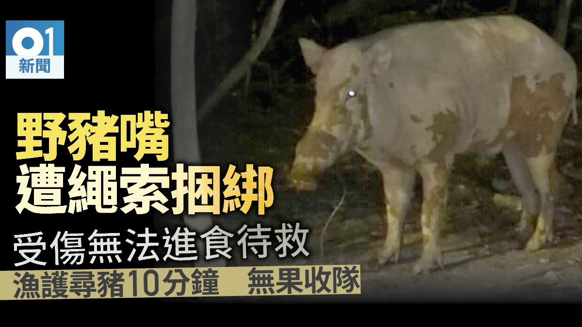 【野豬被綁】野豬嘴部纏繩受傷未能飲食 市民連忙報警求助 【野豬被綁】野豬嘴部纏繩受傷未能飲食 市民連忙報警求助