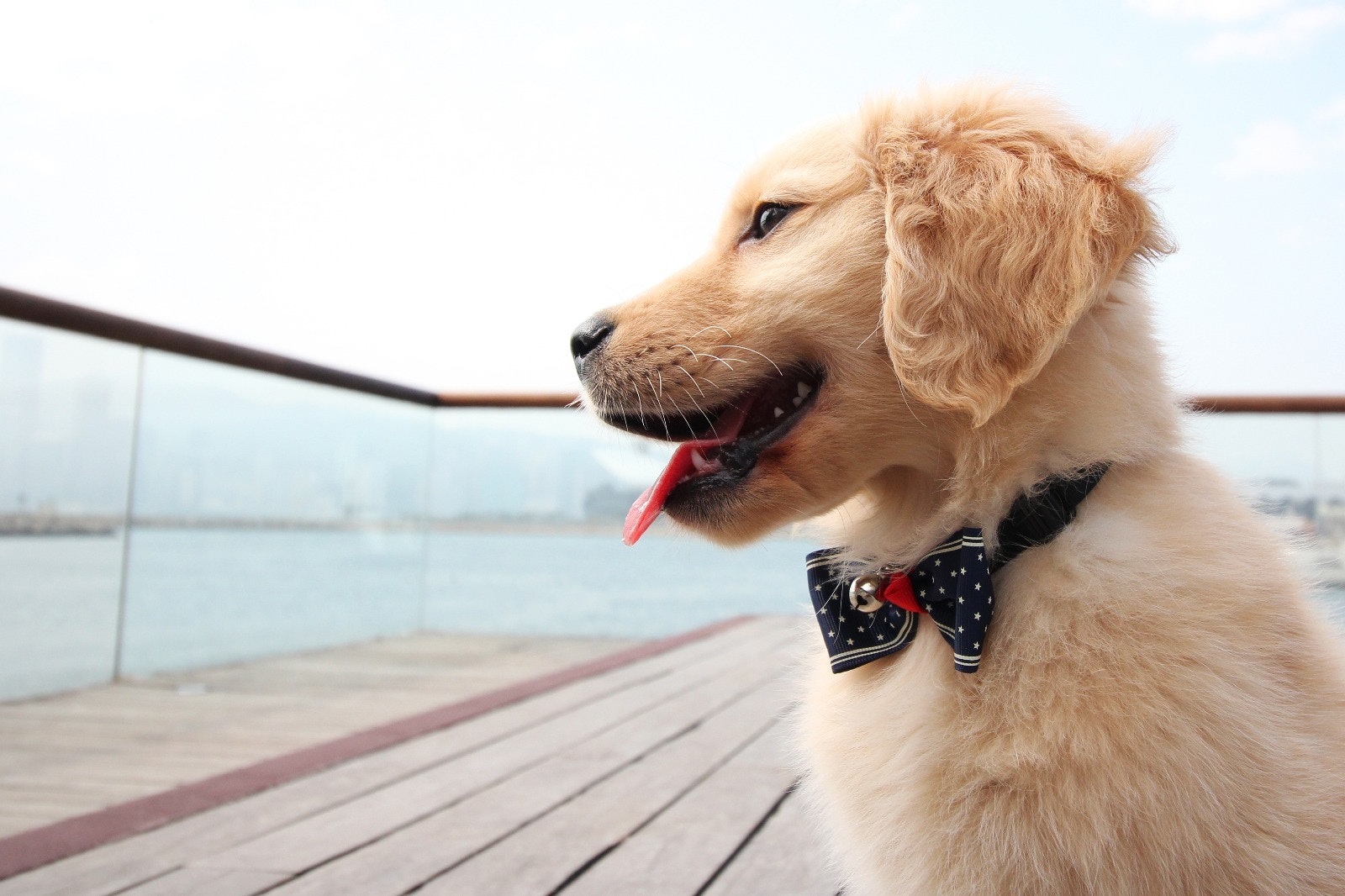 Tracy帶QQ回公司前,她先回同事看QQ的相片,大家都覺得牠很可愛。﹙受訪者提供相片﹚ Tracy帶QQ回公司前,她先回同事看QQ的相片,大家都覺得牠很可愛。﹙受訪者提供相片﹚