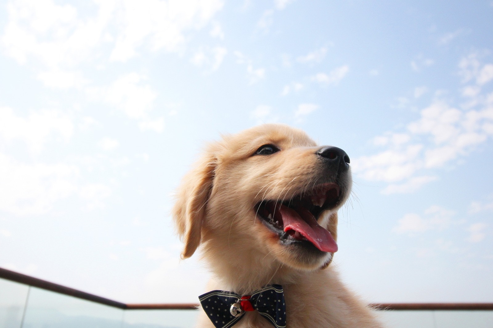 Tracy帶QQ回公司前,她先回同事看QQ的相片,大家都覺得牠很可愛。﹙受訪者提供相片﹚ Tracy帶QQ回公司前,她先回同事看QQ的相片,大家都覺得牠很可愛。﹙受訪者提供相片﹚