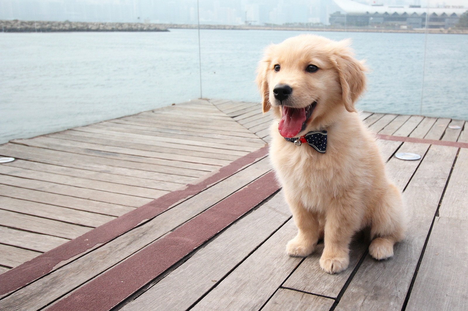 Tracy帶QQ回公司前,她先回同事看QQ的相片,大家都覺得牠很可愛。﹙受訪者提供相片﹚ Tracy帶QQ回公司前,她先回同事看QQ的相片,大家都覺得牠很可愛。﹙受訪者提供相片﹚