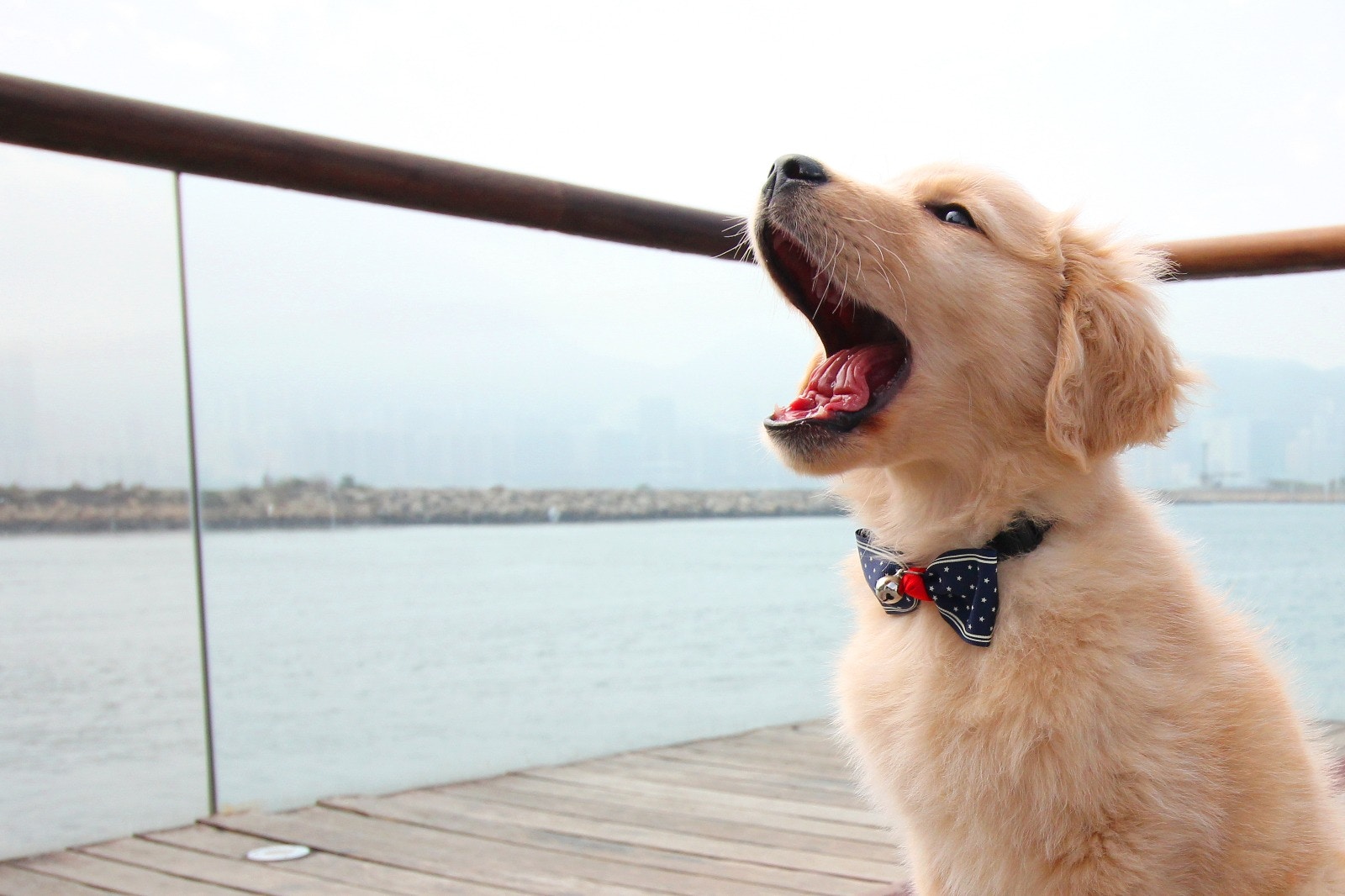 Tracy帶QQ回公司前,她先回同事看QQ的相片,大家都覺得牠很可愛。﹙受訪者提供相片﹚ Tracy帶QQ回公司前,她先回同事看QQ的相片,大家都覺得牠很可愛。﹙受訪者提供相片﹚