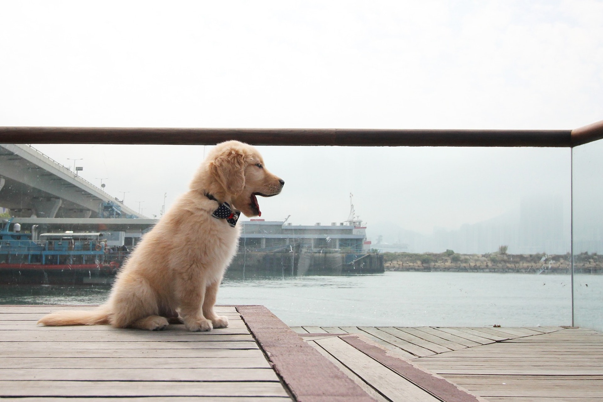 Tracy帶QQ回公司前,她先回同事看QQ的相片,大家都覺得牠很可愛。﹙受訪者提供相片﹚ Tracy帶QQ回公司前,她先回同事看QQ的相片,大家都覺得牠很可愛。﹙受訪者提供相片﹚