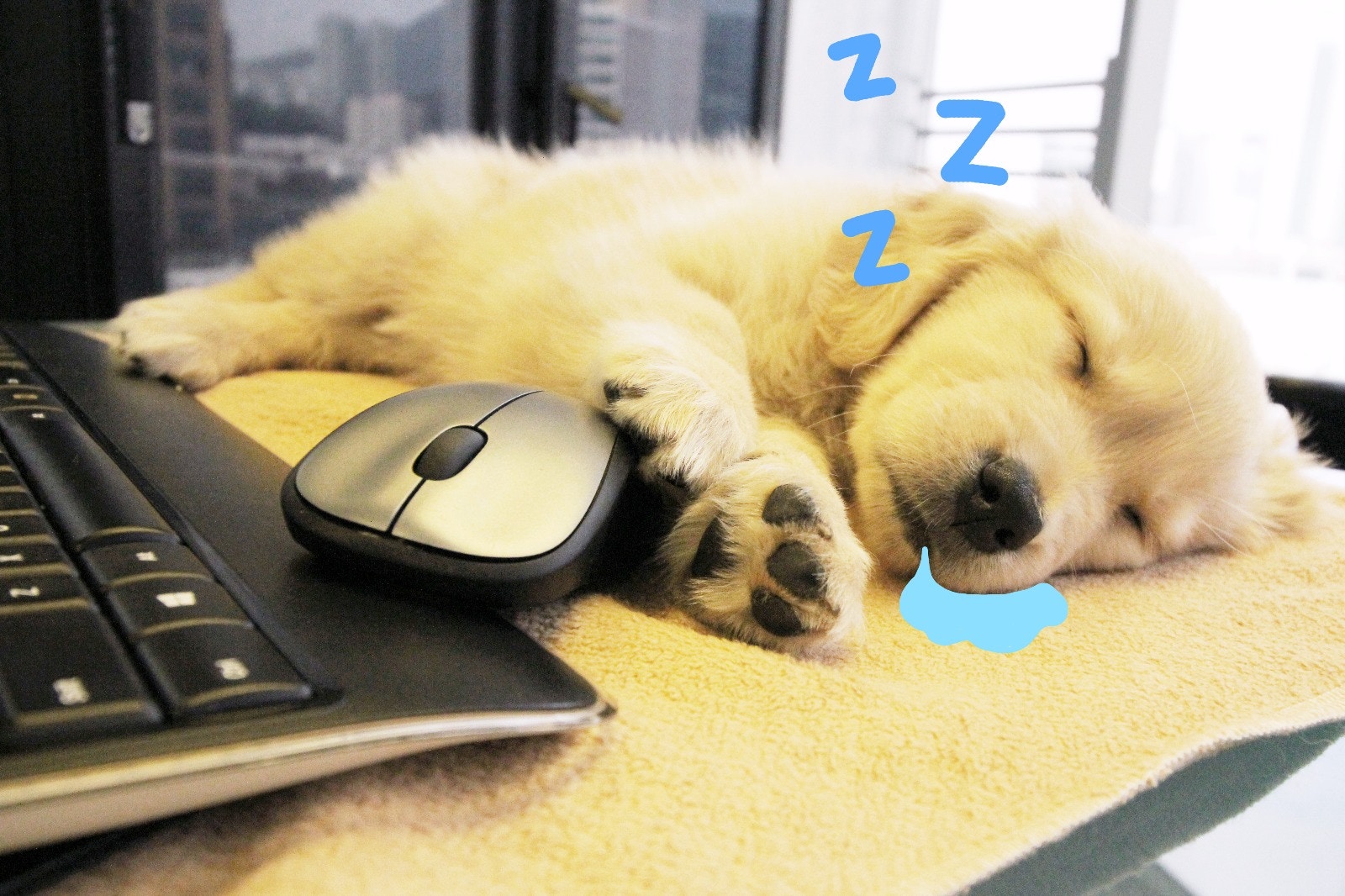 Tracy帶QQ回公司前,她先回同事看QQ的相片,大家都覺得牠很可愛。﹙受訪者提供相片﹚ Tracy帶QQ回公司前,她先回同事看QQ的相片,大家都覺得牠很可愛。﹙受訪者提供相片﹚