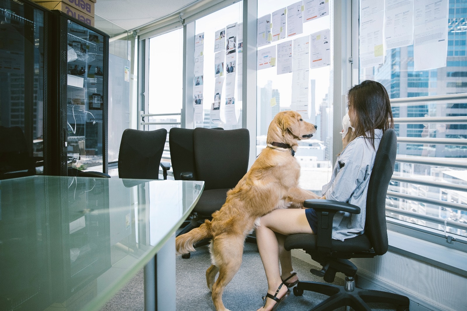 Tracy表示,現時一星期會帶QQ回公司1至兩日。﹙鄭子峰攝﹚ Tracy表示,現時一星期會帶QQ回公司1至兩日。﹙鄭子峰攝﹚