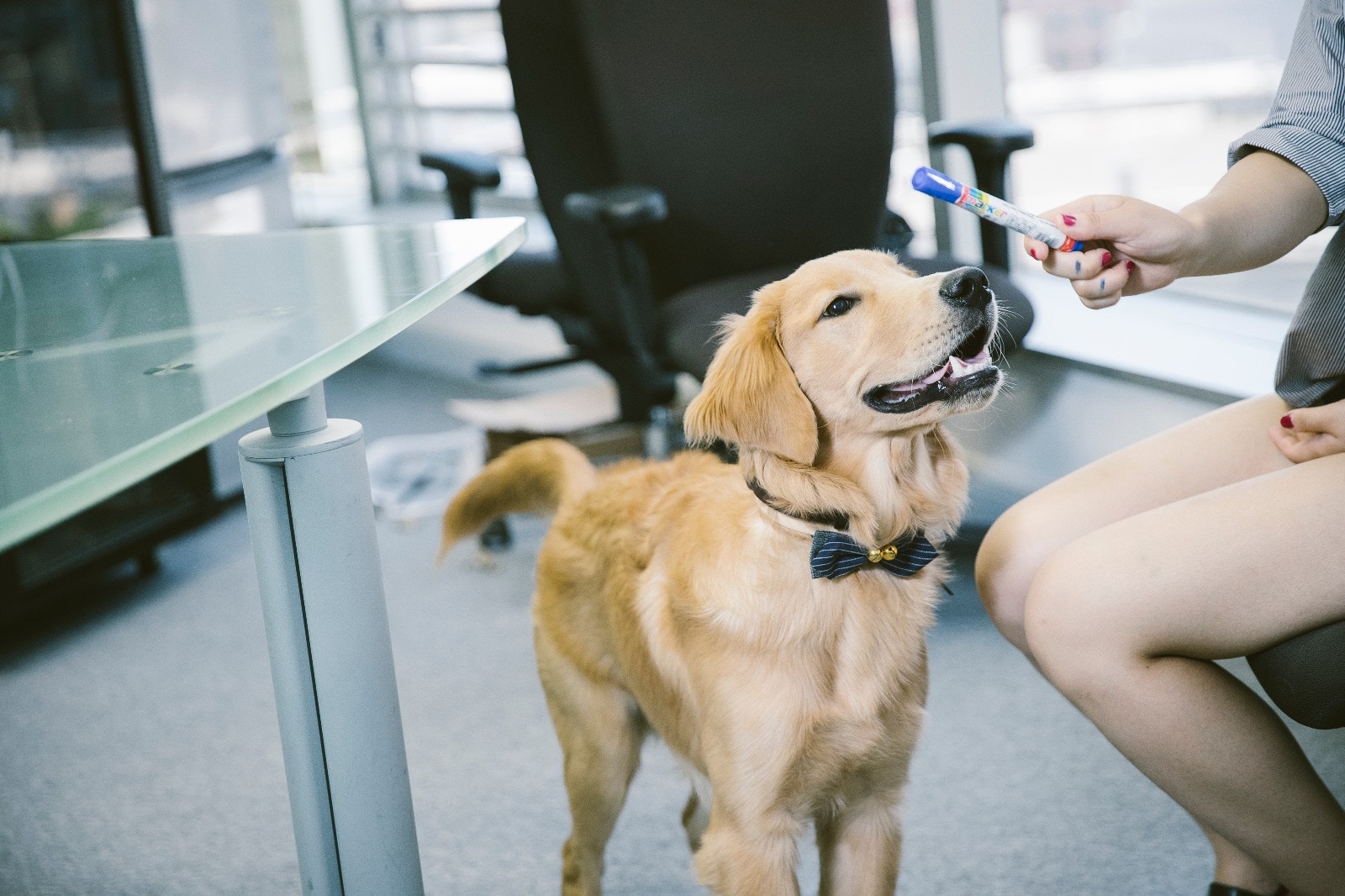 QQ現已成為公司的一份子,在公司內都很自在。﹙鄭子峰攝﹚ QQ現已成為公司的一份子,在公司內都很自在。﹙鄭子峰攝﹚