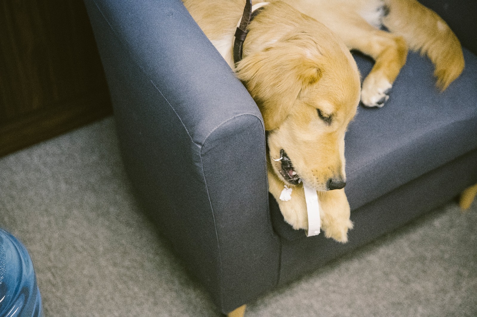 QQ現已成為公司的一份子,在公司內都很自在。﹙鄭子峰攝﹚ QQ現已成為公司的一份子,在公司內都很自在。﹙鄭子峰攝﹚