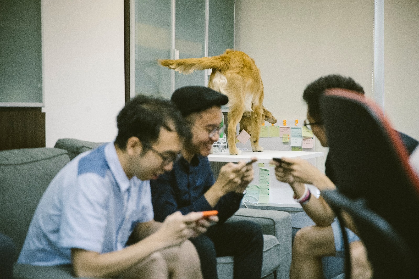 雖然QQ有時會搗亂,但一眾同事都很包容這位只有8個月大的毛小孩。﹙鄭子峰攝﹚ 雖然QQ有時會搗亂,但一眾同事都很包容這位只有8個月大的毛小孩。﹙鄭子峰攝﹚