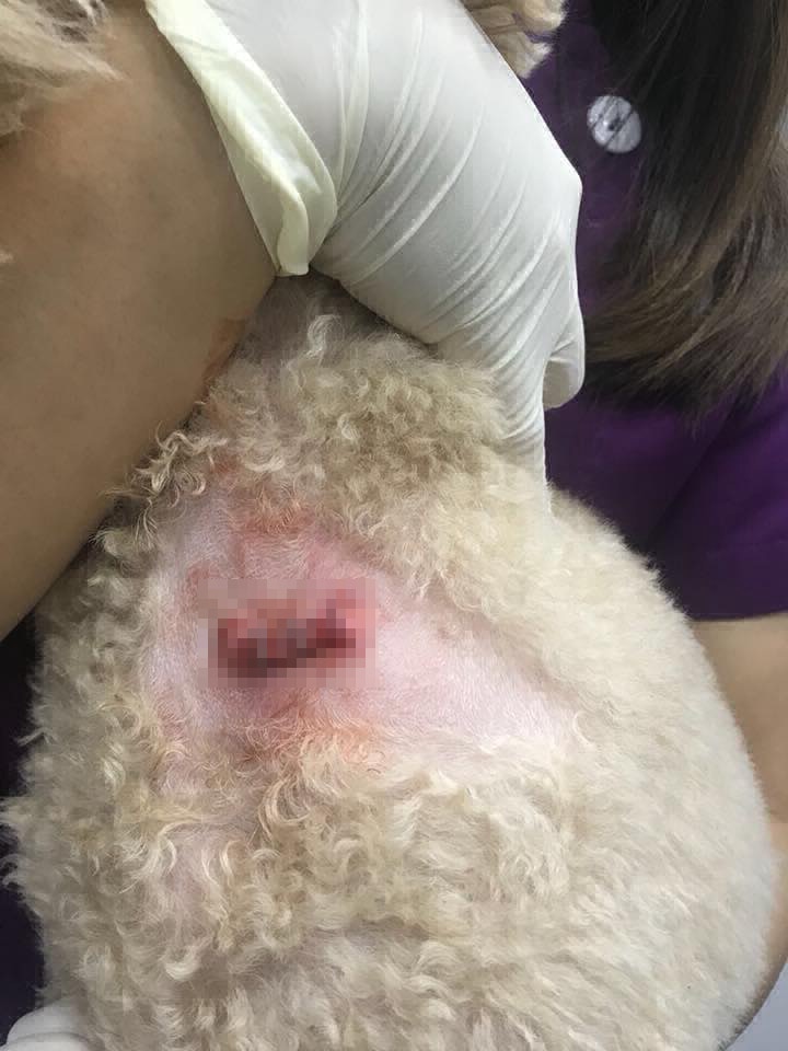 獸醫為巢巢縫合傷口。(圖片來源:網民曾小姐) 獸醫為巢巢縫合傷口。(圖片來源:網民曾小姐)