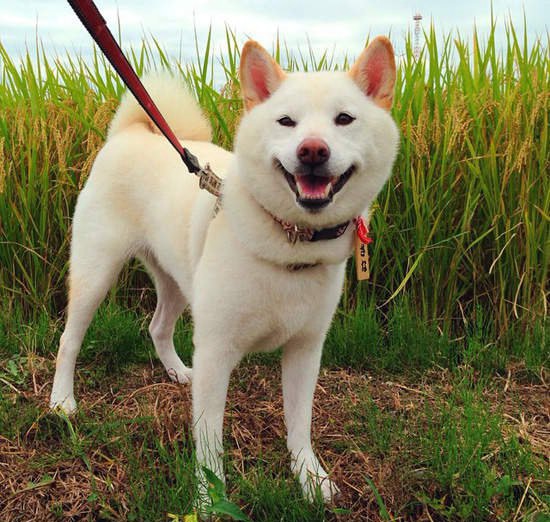 白色柴犬。(網上圖片,並非涉事狗隻) 白色柴犬。(網上圖片,並非涉事狗隻)