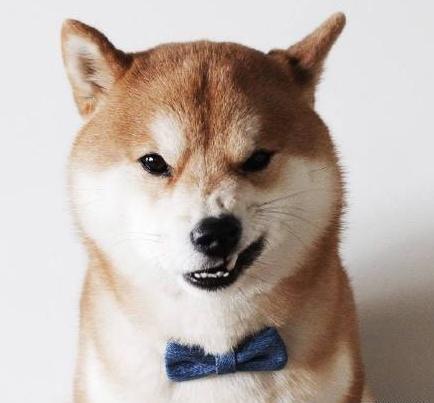 柴犬外表可愛,但必須有耐性教導與訓練。(網上圖片) 柴犬外表可愛,但必須有耐性教導與訓練。(網上圖片)