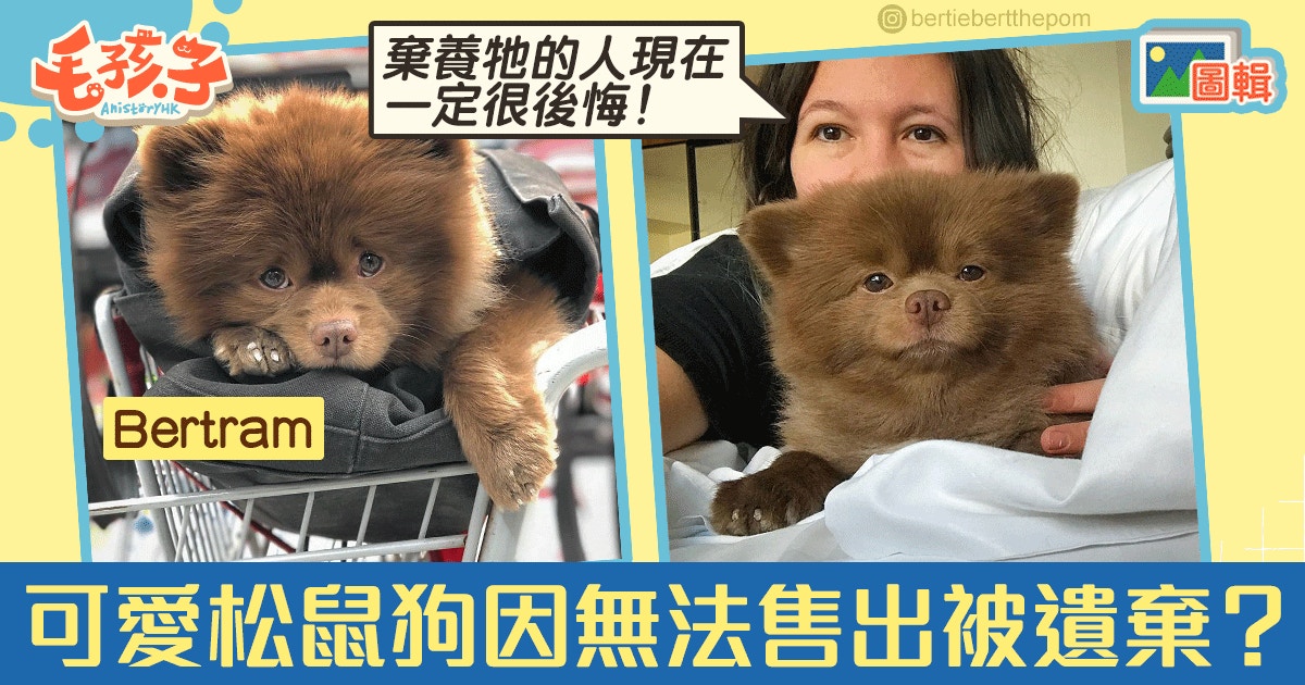 可愛松鼠狗因 賣唔出 被棄養獲紐約藝術家領養後成狗界kol 香港01 寵物