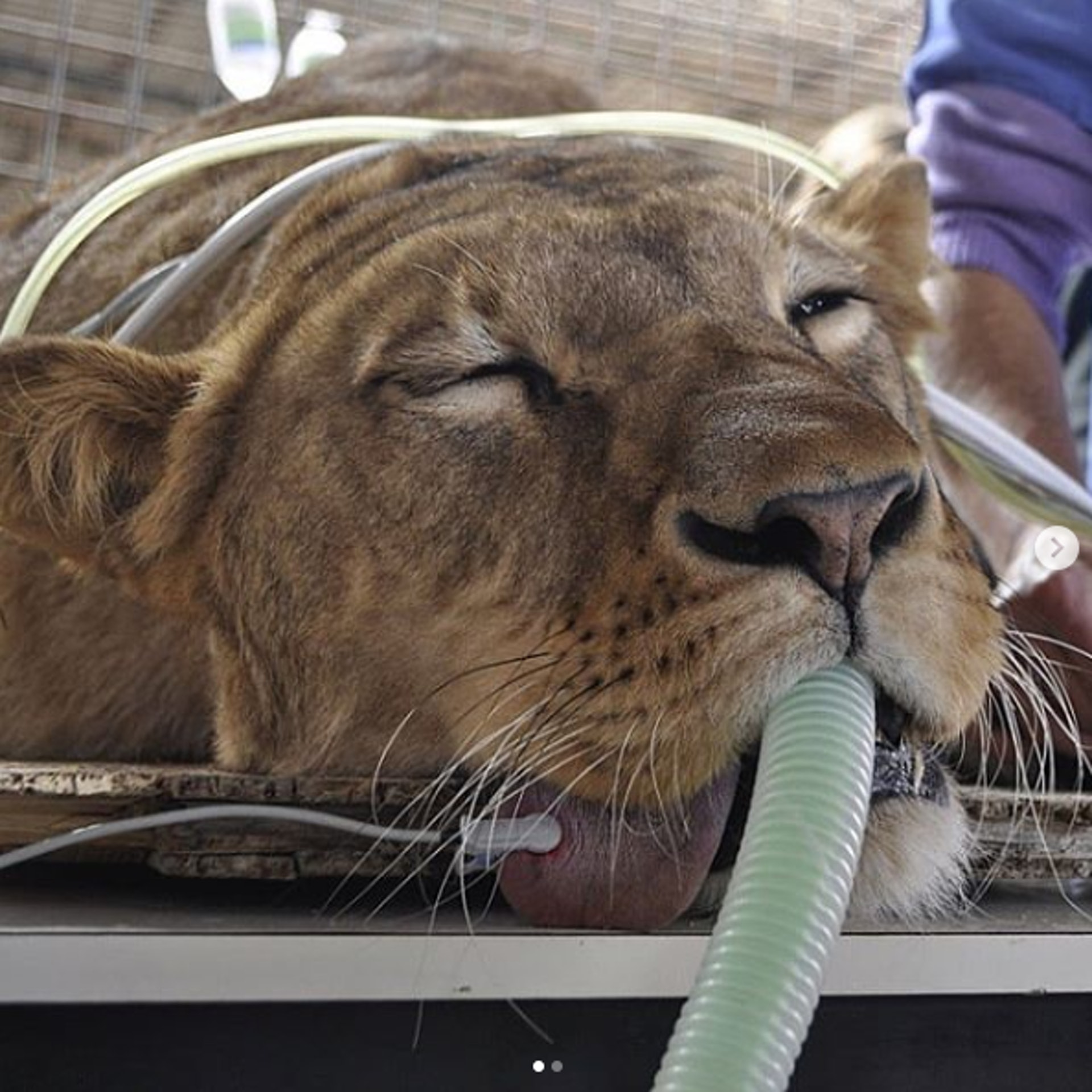 Dr Nic曾為獅子治療。(Instagram @nic_the.animal.doctor) Dr Nic曾為獅子治療。(Instagram @nic_the.animal.doctor)