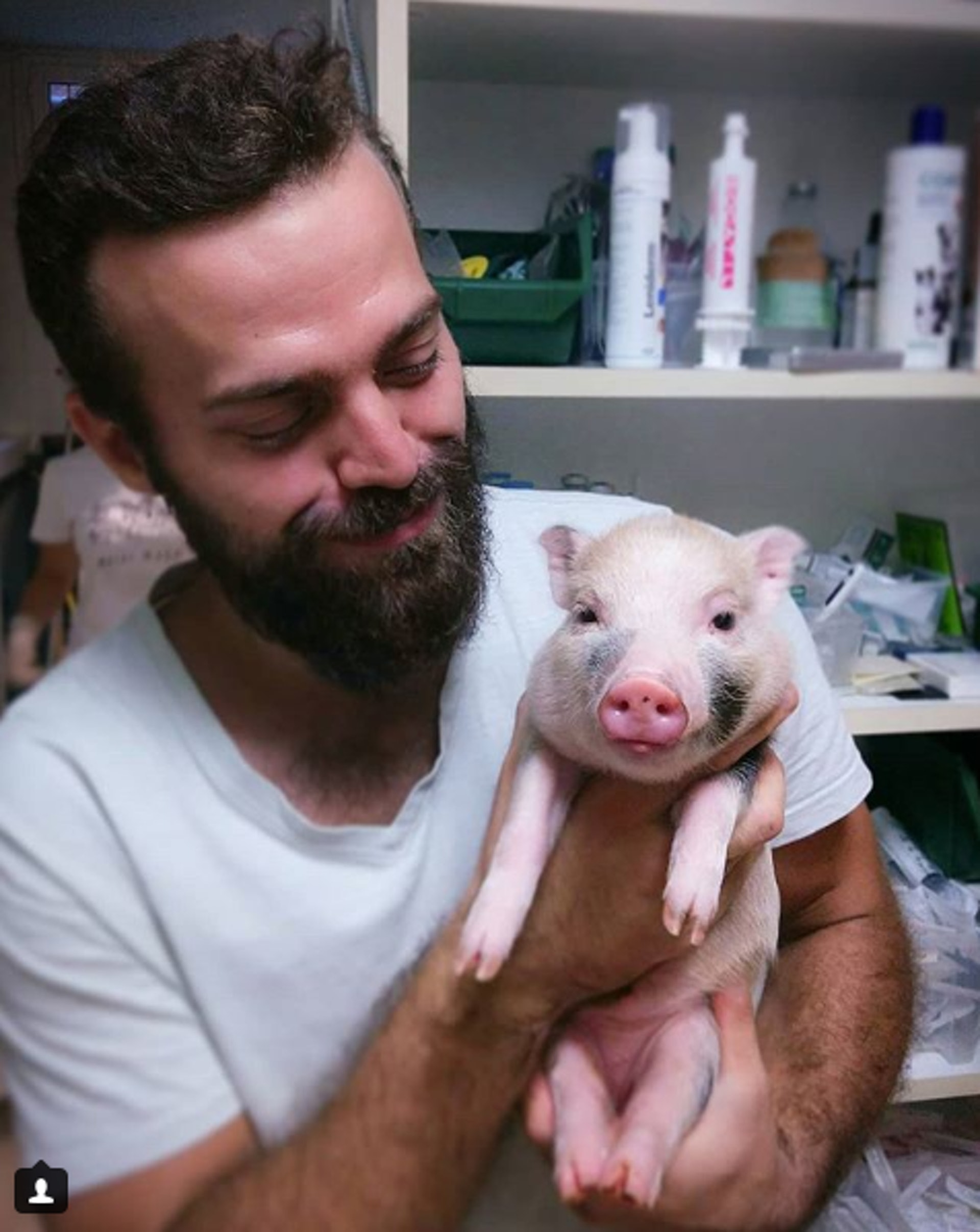 Dr Nic手中的小豬一臉無辜,非常可愛!(Instagram @nic_the.animal.doctor) Dr Nic手中的小豬一臉無辜,非常可愛!(Instagram @nic_the.animal.doctor)