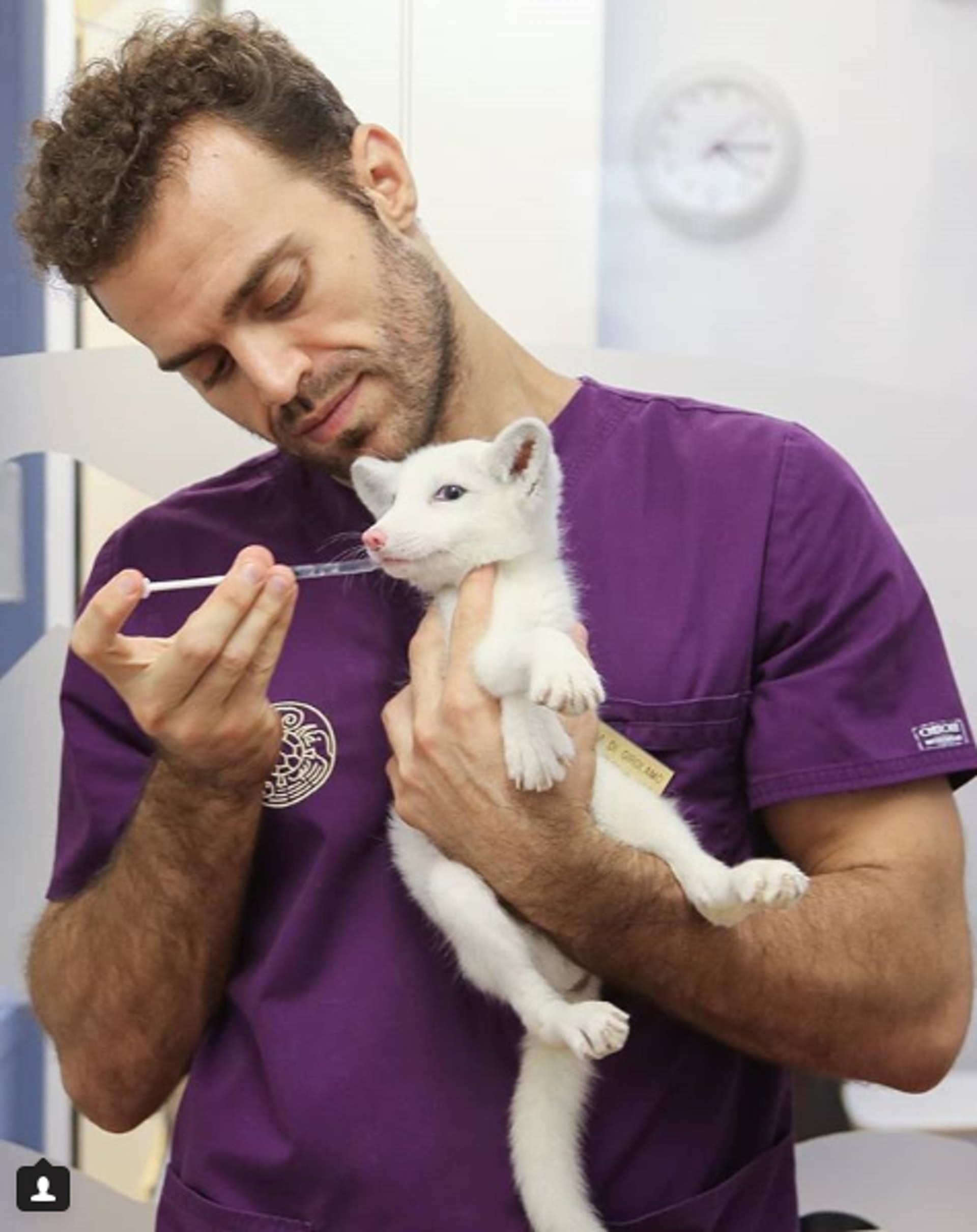 Dr Nic為小狐狸驅蟲。(Instagram @nic_the.animal.doctor) Dr Nic為小狐狸驅蟲。(Instagram @nic_the.animal.doctor)