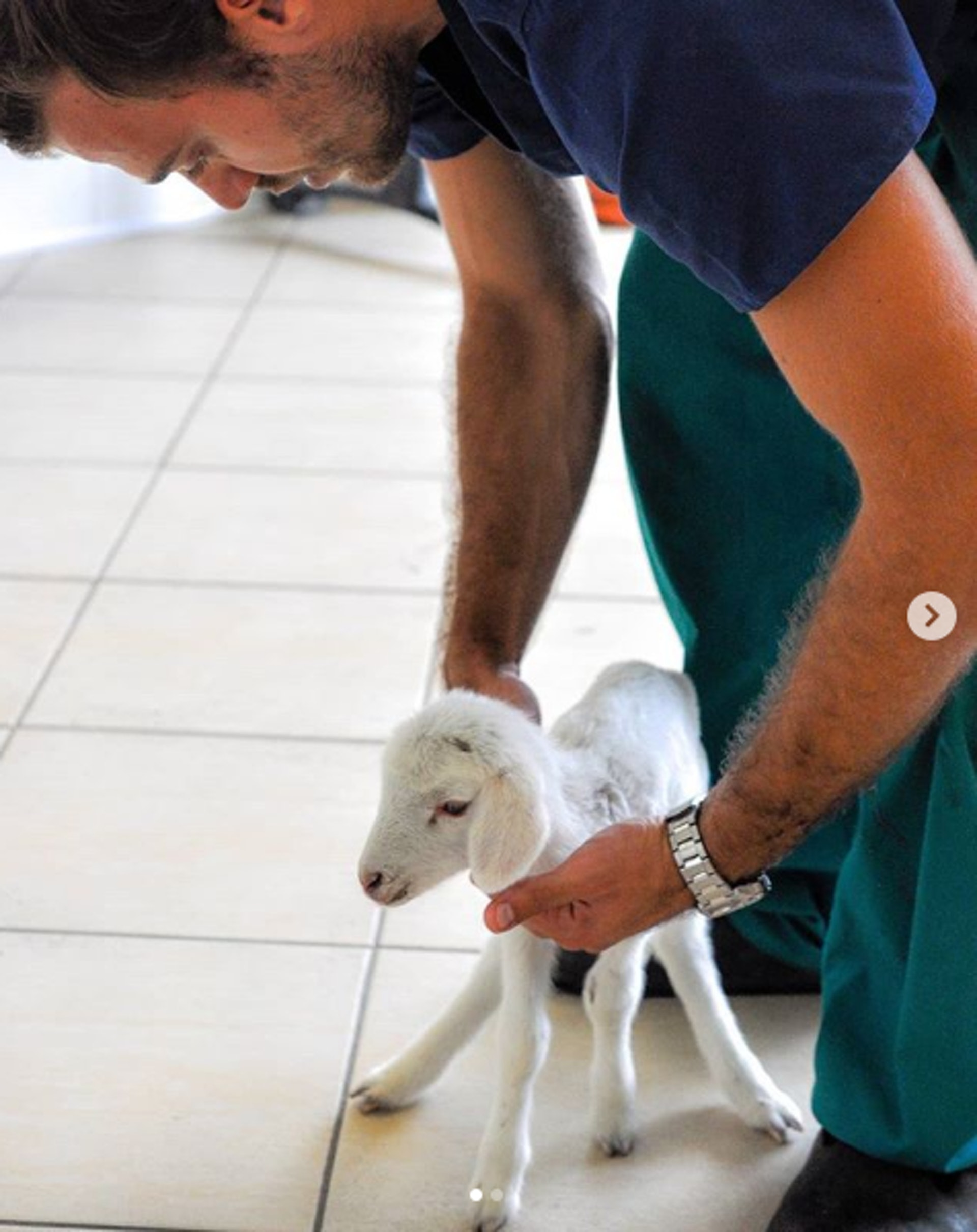 Dr Nic教導BB羊走路。(Instagram @nic_the.animal.doctor) Dr Nic教導BB羊走路。(Instagram @nic_the.animal.doctor)