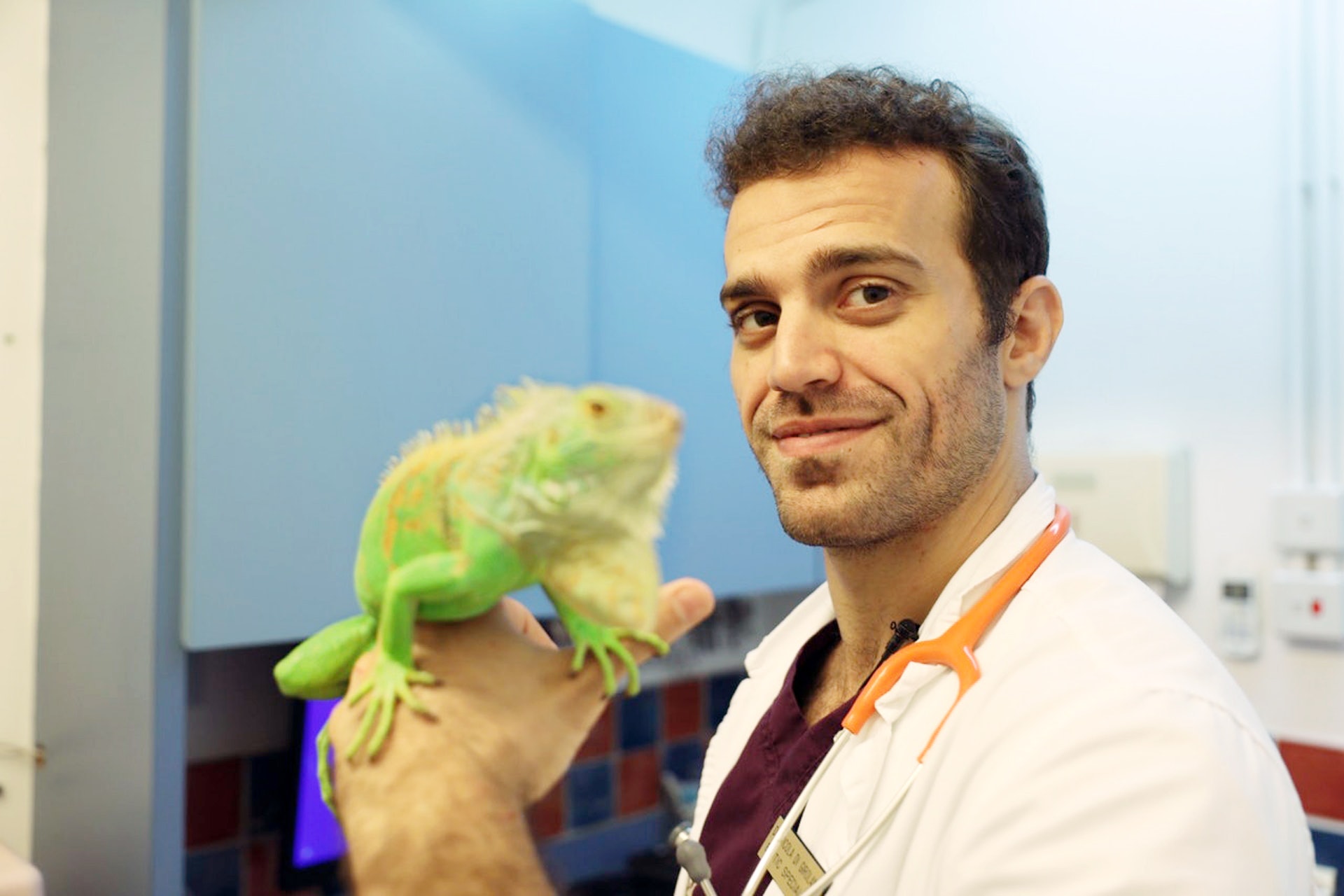 Dr. Nic手上的美洲鬣蜥是常見的爬蟲寵物。(莊堅毅攝) Dr. Nic手上的美洲鬣蜥是常見的爬蟲寵物。(莊堅毅攝)