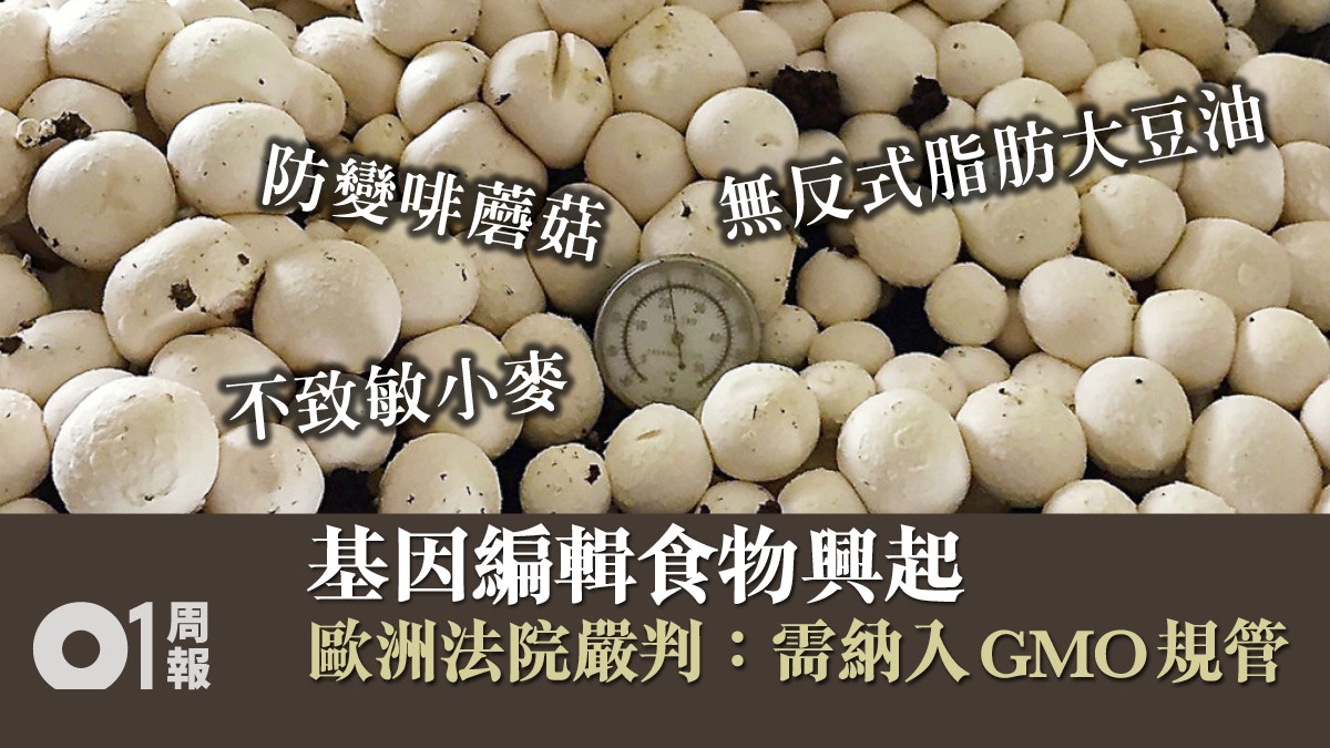 【科技．未來】美國不規管歐洲不放行　基因編輯食物重燃基改爭議
