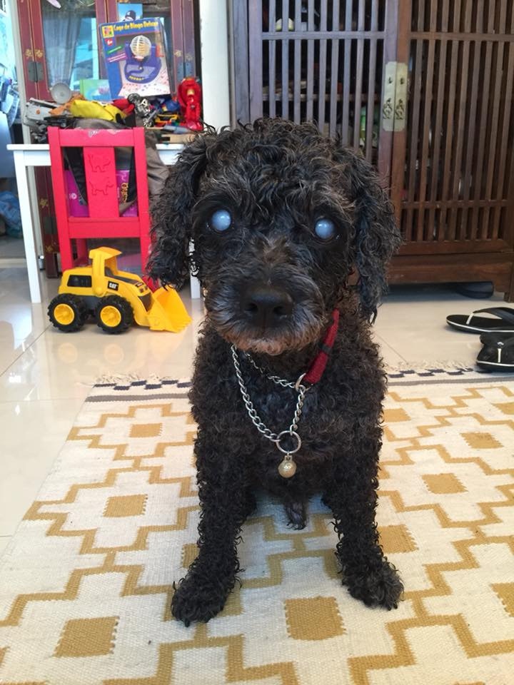 好心人在沙角尾較遠的地方發現狗狗Luka,並發帖文助狗狗尋回主人 (fb@Angel Wong) 好心人在沙角尾較遠的地方發現狗狗Luka,並發帖文助狗狗尋回主人 (fb@Angel Wong)