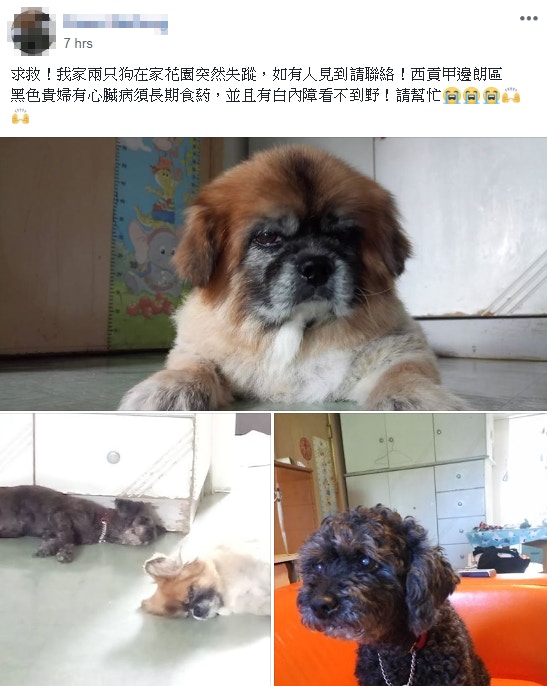黃小姐在社交媒體上發帖文,呼籲網民留意是否有疑似狗狗的蹤影 (受訪者提供照片) 黃小姐在社交媒體上發帖文,呼籲網民留意是否有疑似狗狗的蹤影 (受訪者提供照片)