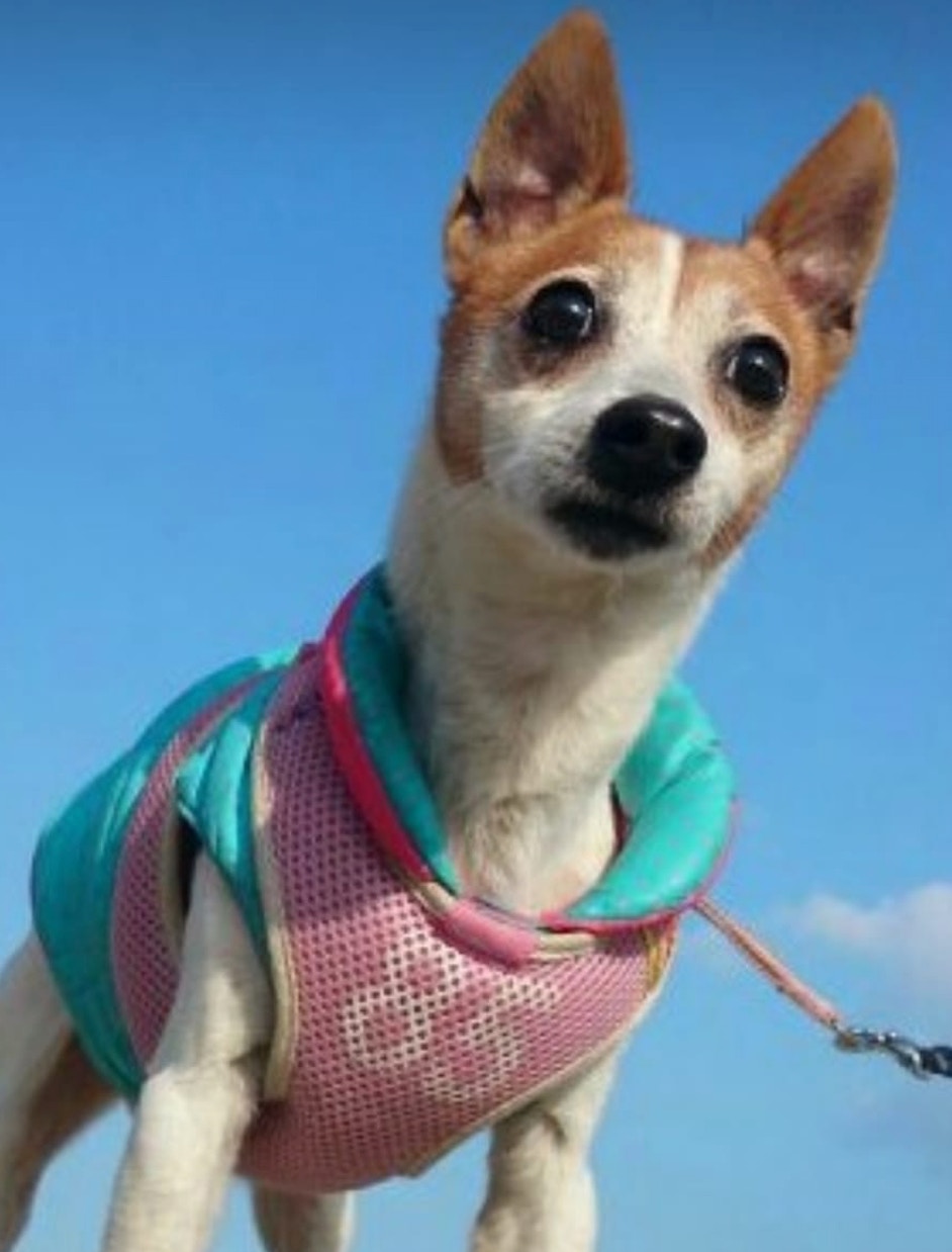 BB已是16歲的老狗狗了(受訪者提供照片) BB已是16歲的老狗狗了(受訪者提供照片)