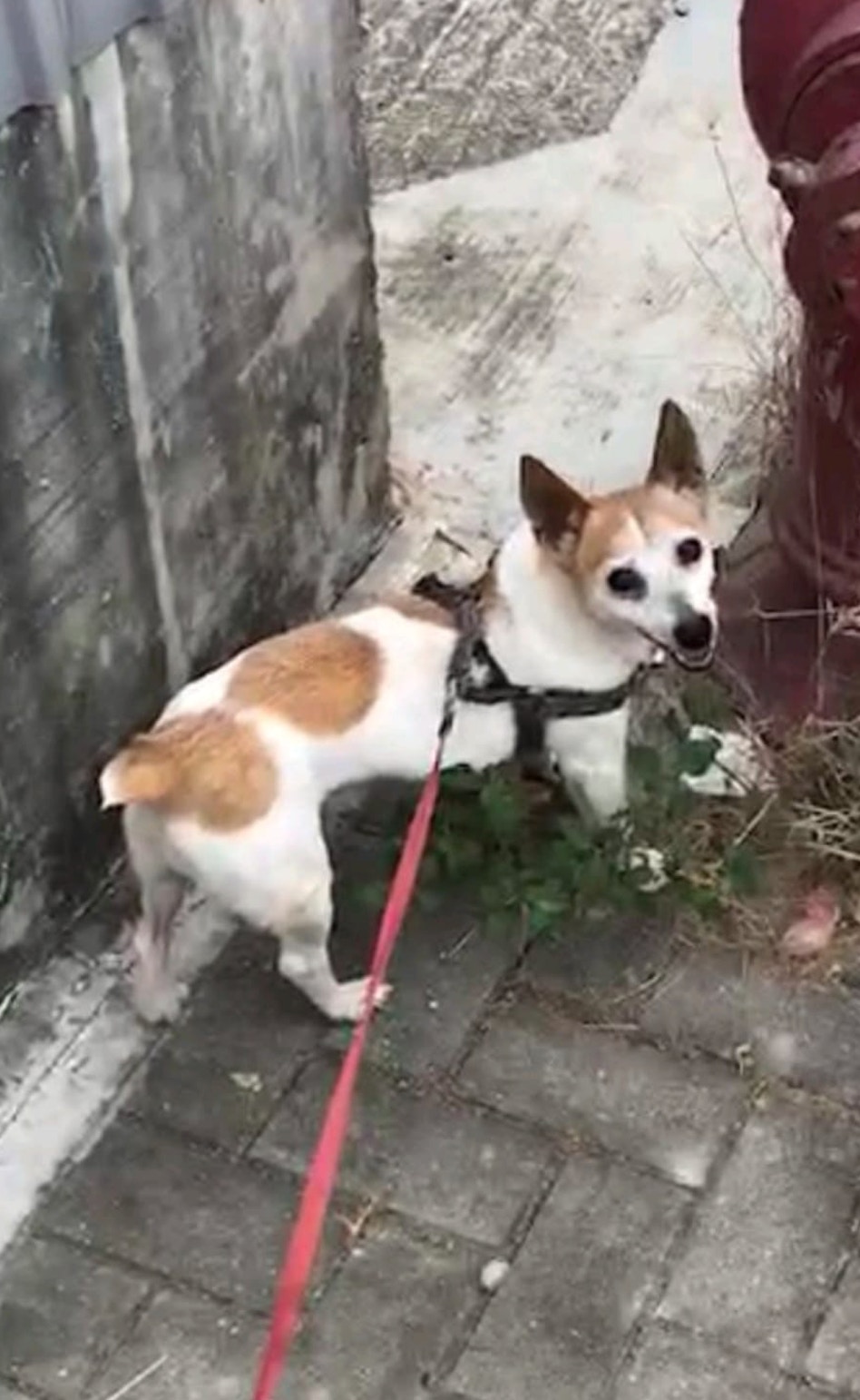 BB的尾巴較短(受訪者提供照片) BB的尾巴較短(受訪者提供照片)