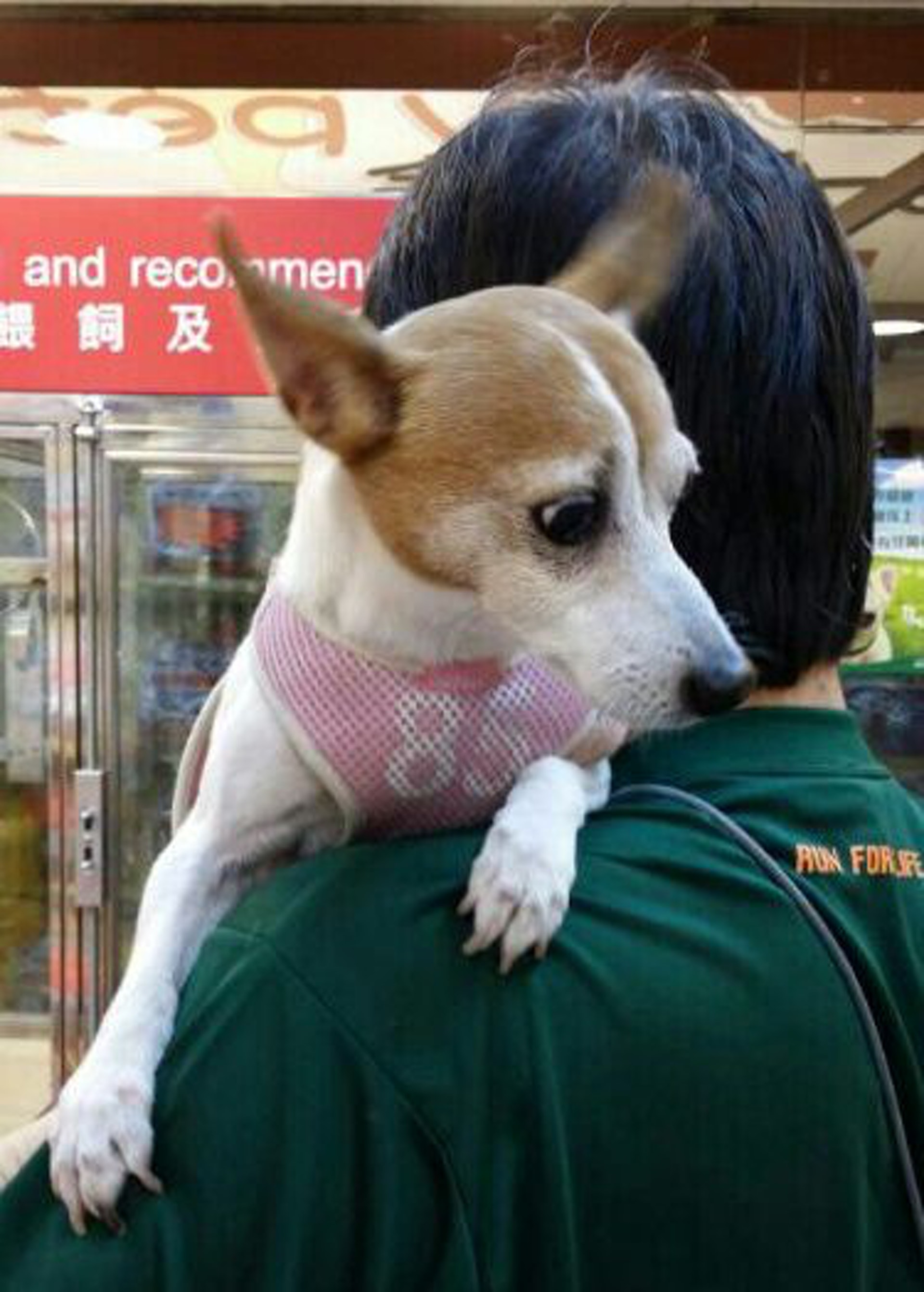 主人跟狗狗生活10多年,主人因狗狗走失而十分傷心 (受訪者提供照片) 主人跟狗狗生活10多年,主人因狗狗走失而十分傷心 (受訪者提供照片)