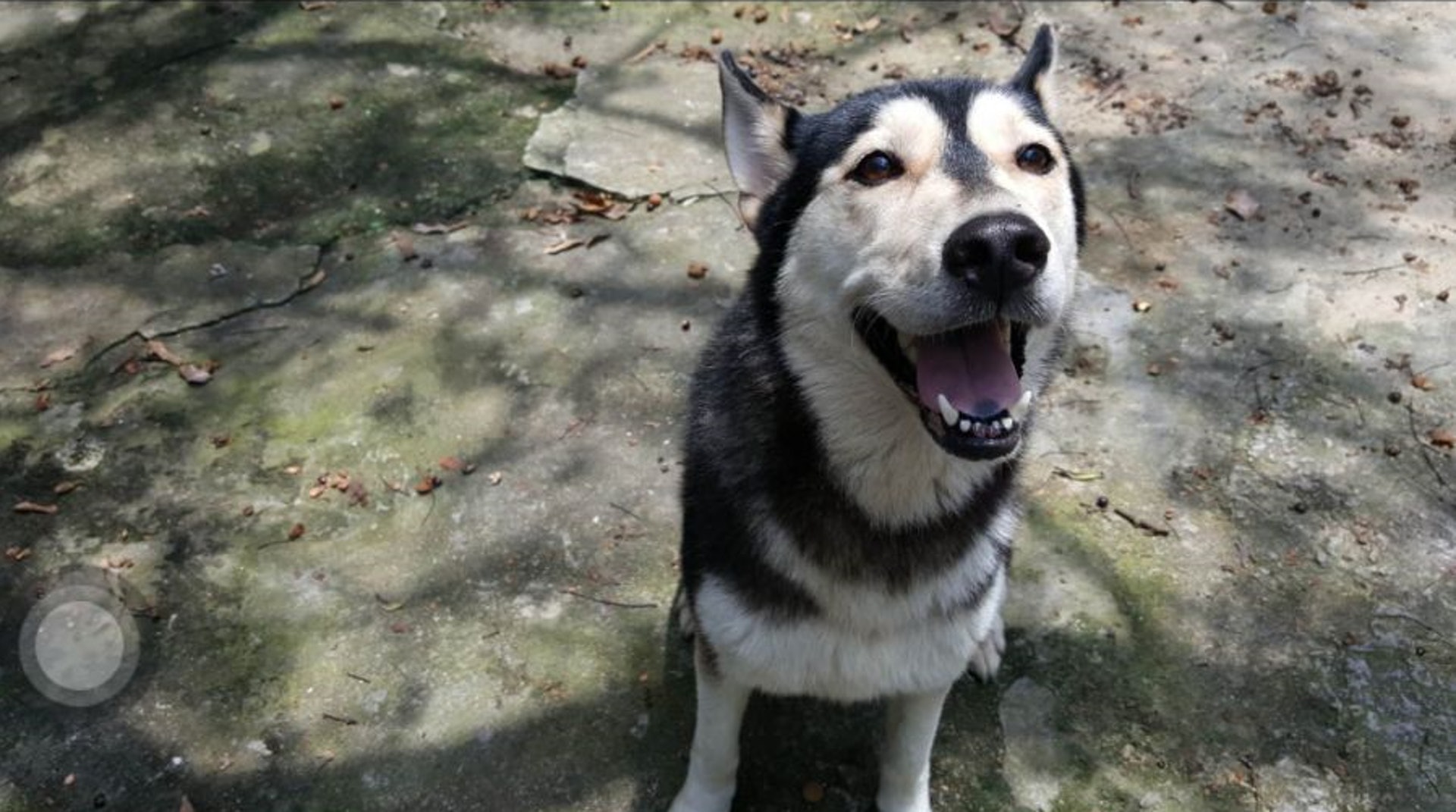 「咪咪」性格開朗。(受訪者提供) 「咪咪」性格開朗。(受訪者提供)