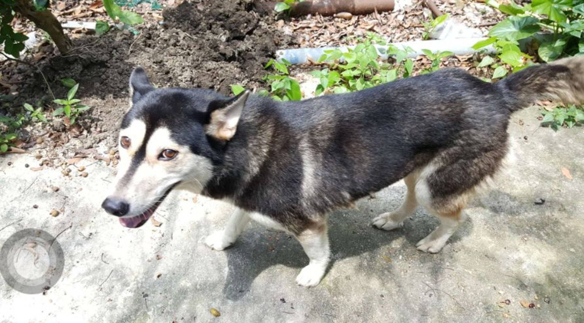 「咪咪」是一隻被放養的雪橇。(受訪者提供) 「咪咪」是一隻被放養的雪橇。(受訪者提供)