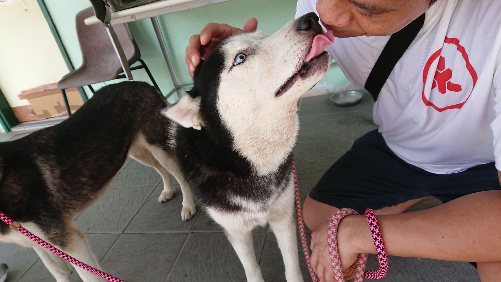 「咪咪」的母親「菲菲」亦一同被棄養。(受訪者提供) 「咪咪」的母親「菲菲」亦一同被棄養。(受訪者提供)