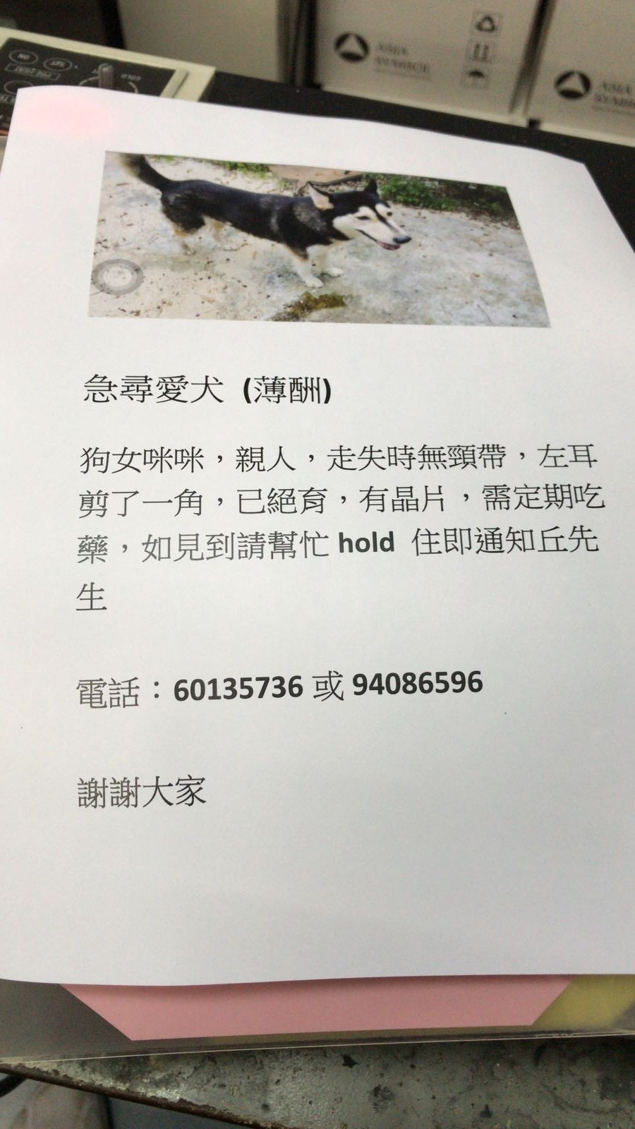 狗義工們已經貼街招尋狗。(受訪者提供) 狗義工們已經貼街招尋狗。(受訪者提供)