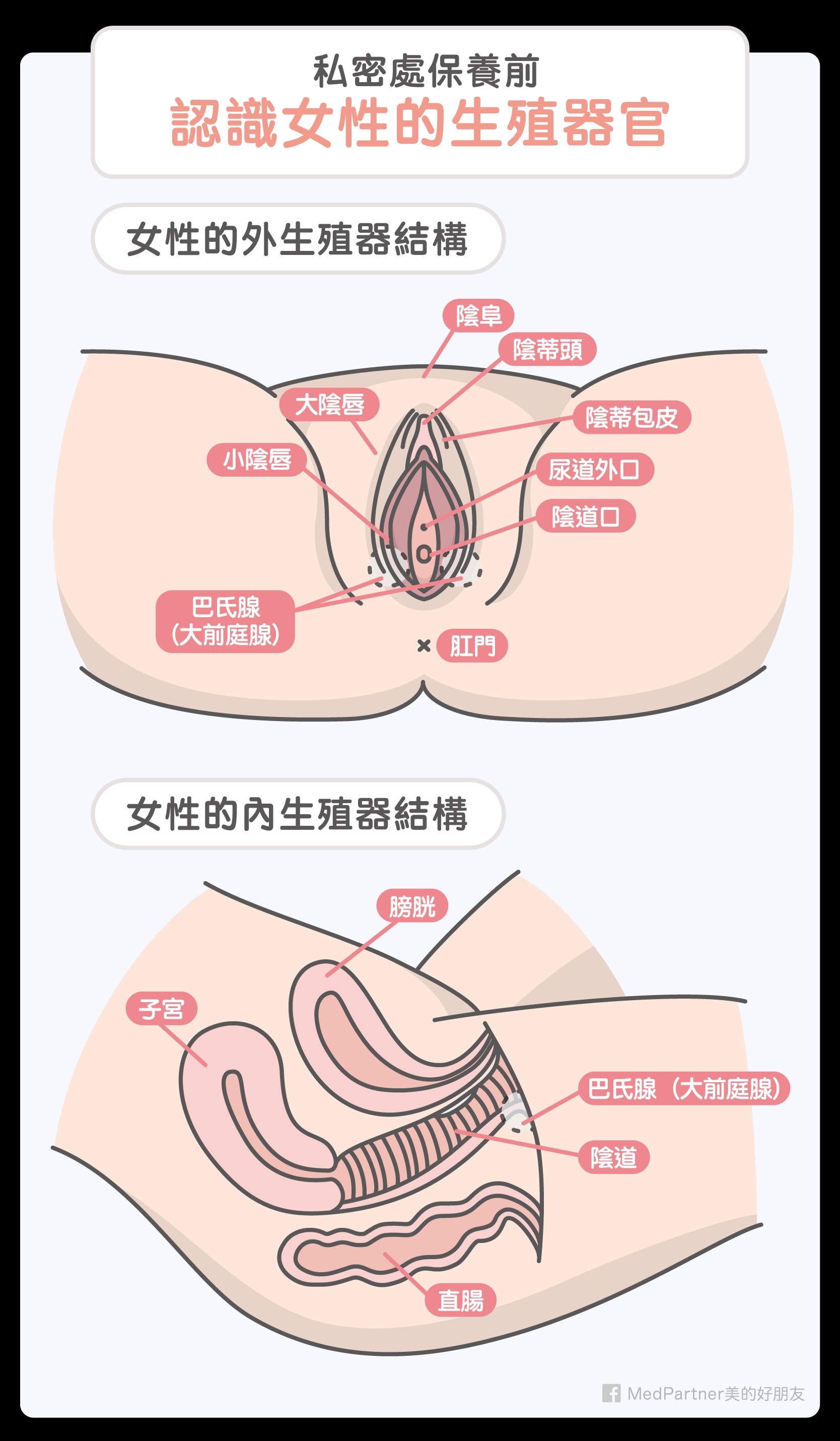 【ベストコレクション】 女性生殖画像 184186