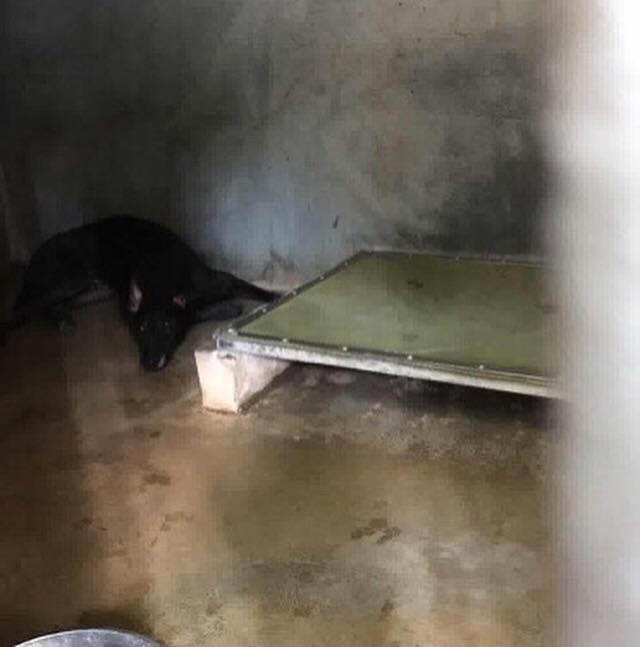 蘇嘉豪指格力犬生活如在「監倉」。(蘇嘉豪facebook) 蘇嘉豪指格力犬生活如在「監倉」。(蘇嘉豪facebook)