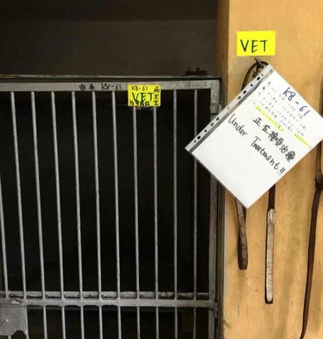 蘇嘉豪擔心獸醫和儀器不足以應付龐大的手術量。(蘇嘉豪facebook) 蘇嘉豪擔心獸醫和儀器不足以應付龐大的手術量。(蘇嘉豪facebook)