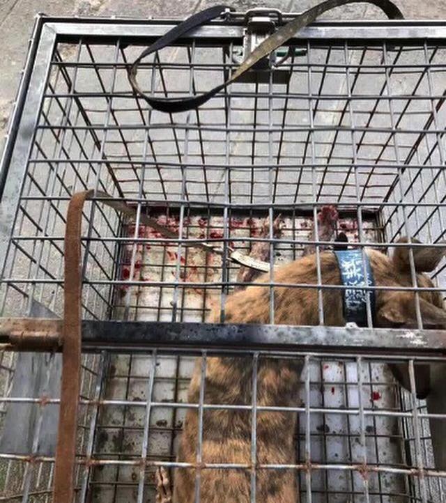 蘇嘉豪直言,格力犬現時的生活環境非常差。(蘇嘉豪facebook) 蘇嘉豪直言,格力犬現時的生活環境非常差。(蘇嘉豪facebook)