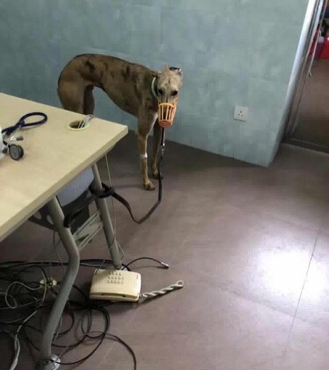 網民擔心環境會令狗狗個傷口更易感染。(蘇嘉豪facebook) 網民擔心環境會令狗狗個傷口更易感染。(蘇嘉豪facebook)