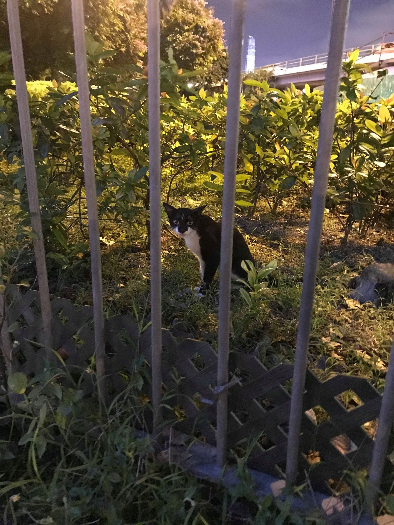 一隻黑白貓在花槽中向他求救。(受訪者提供) 一隻黑白貓在花槽中向他求救。(受訪者提供)