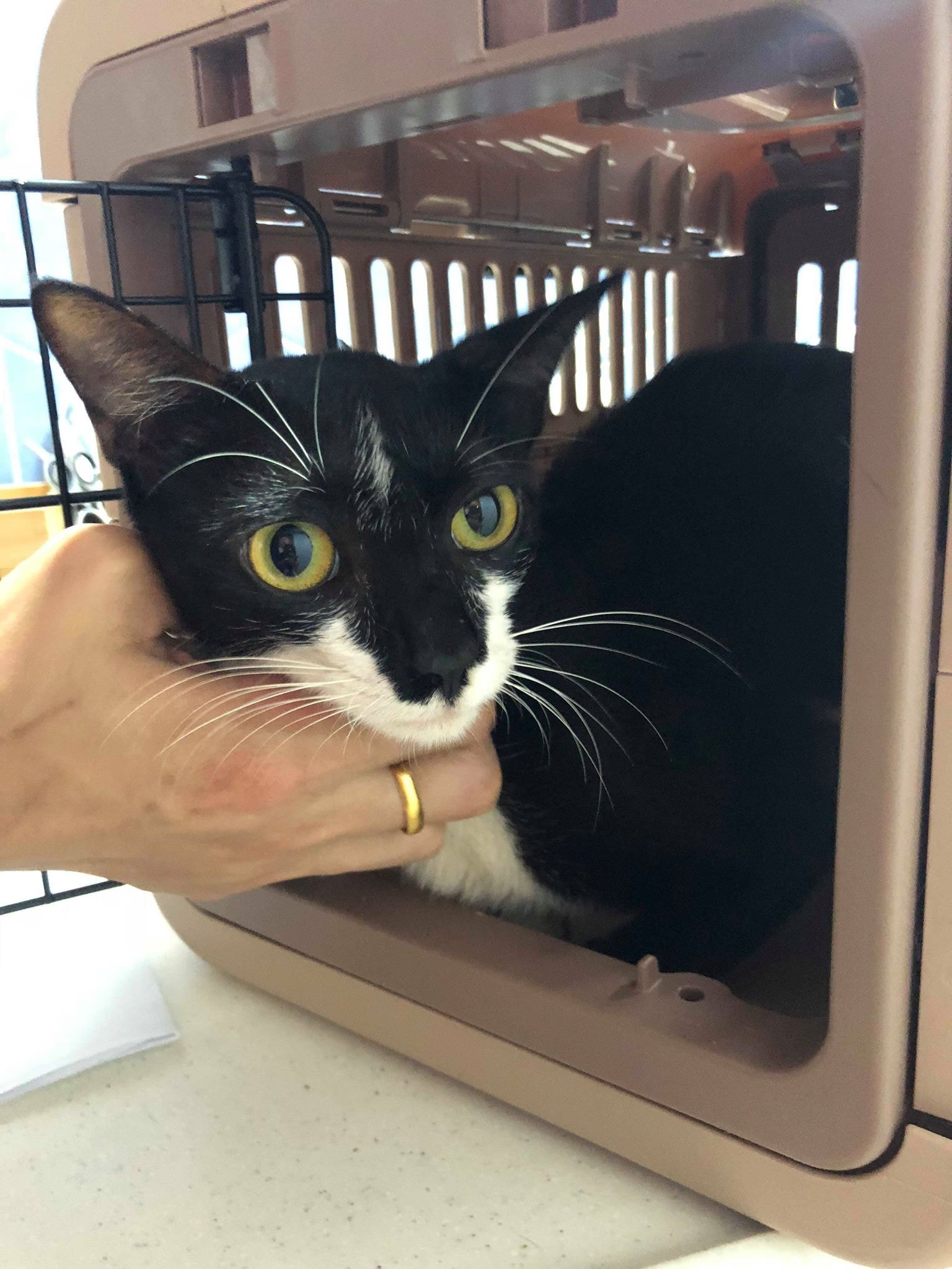 他希望可以幫小貓找到有愛心的領養人。(受訪者提供) 他希望可以幫小貓找到有愛心的領養人。(受訪者提供)